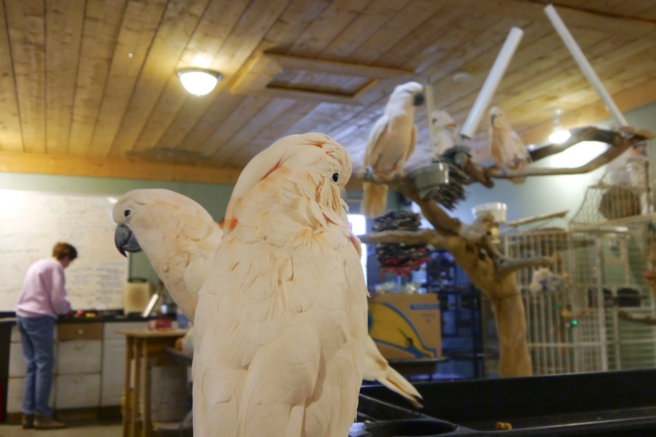 Foster Parrots - Cockatoo Party with Bev copy.jpeg