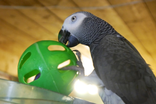 Foster Parrots - Jacoue with toy copy.jpeg