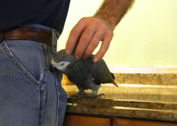 Foster Parrots - Jacoue with Rick (1).jpeg