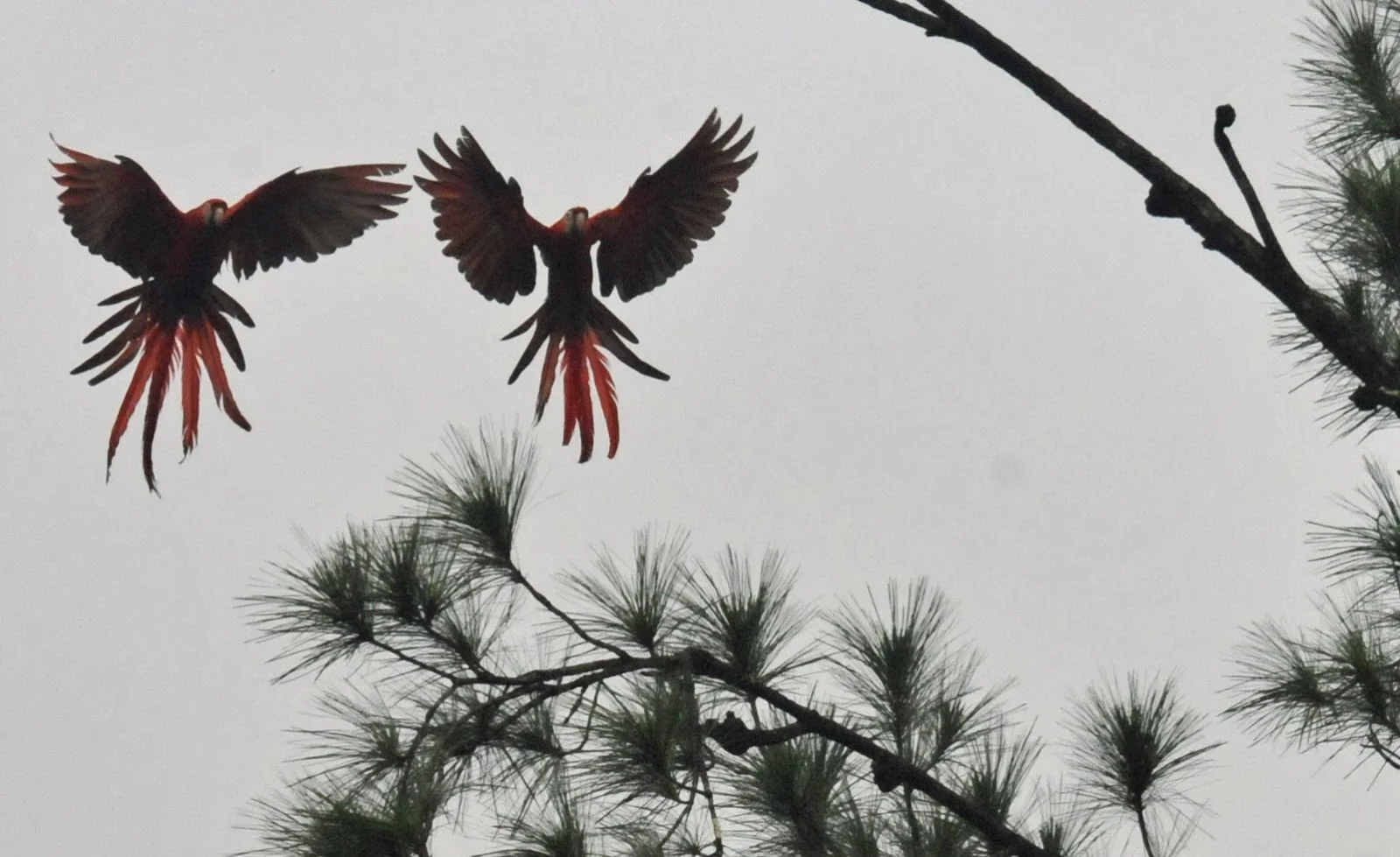 Macaw Pair Pine Trees.jpg