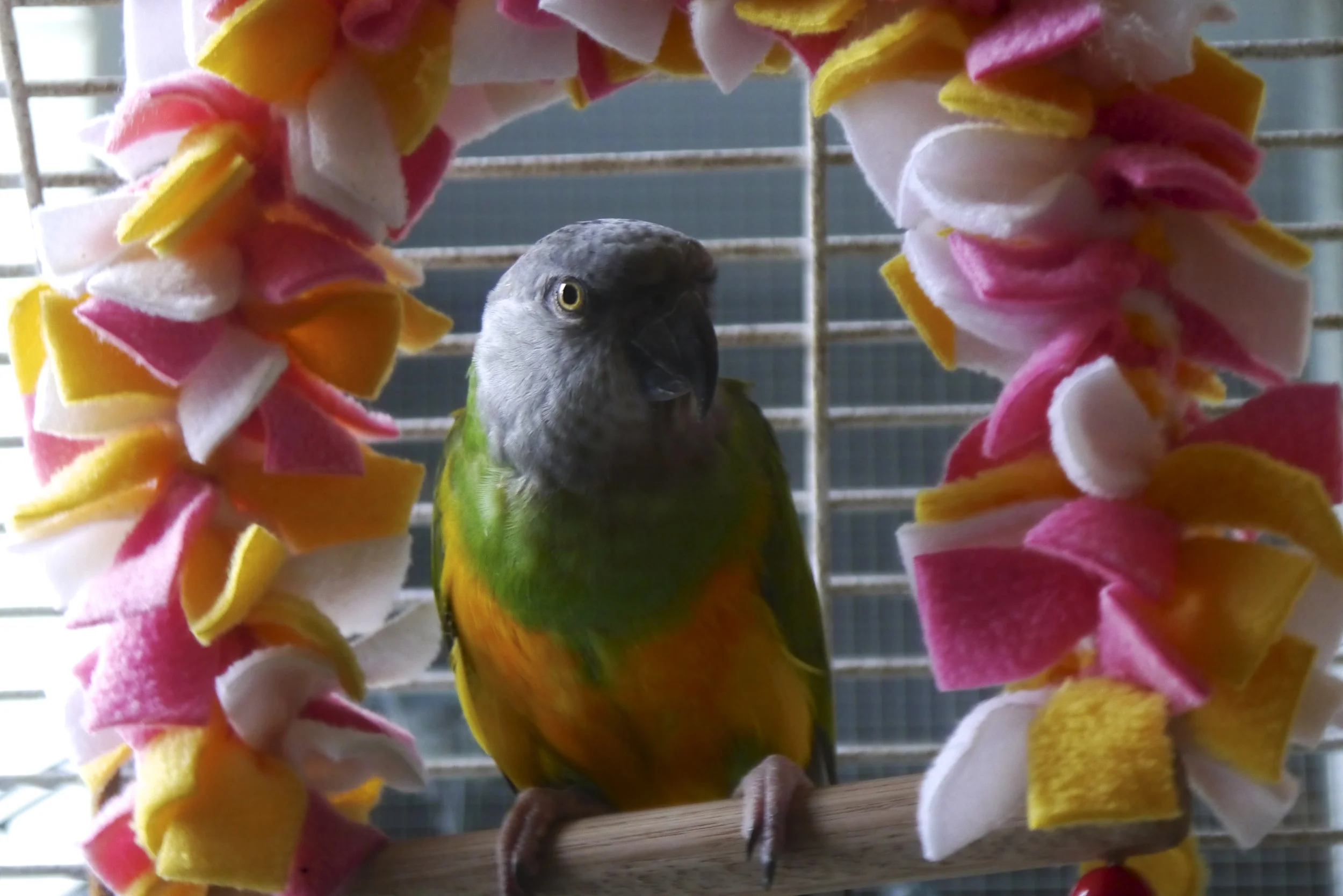 Foster Parrots - Lurch on swing - Version 3.jpg
