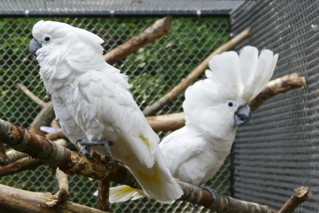 Lou & Princess copy.jpeg