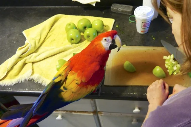 Foster Parrots - Mary (1)-1 copy.jpeg