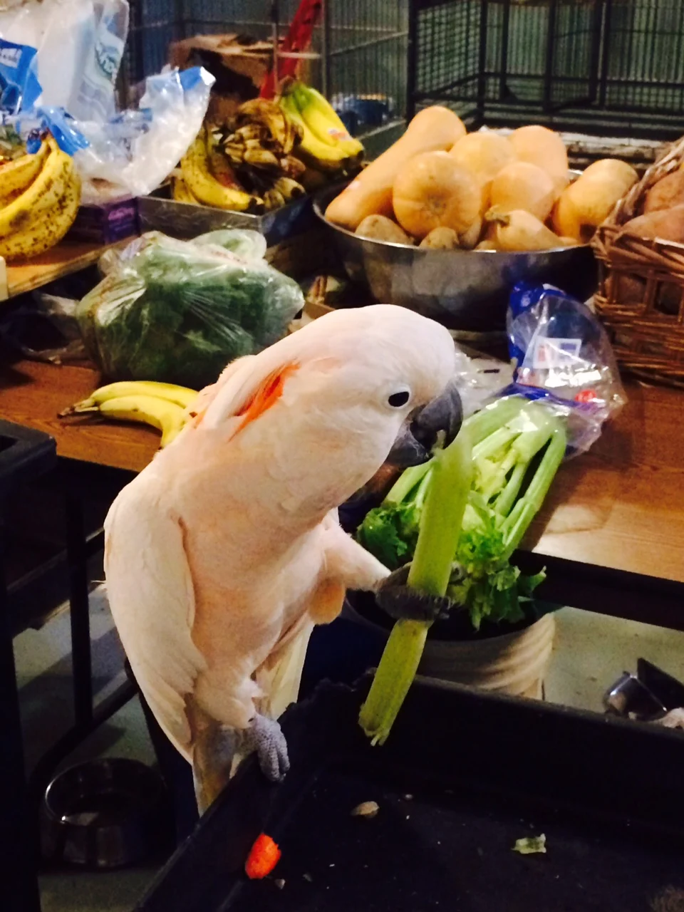 cockatoo and celerey.jpg