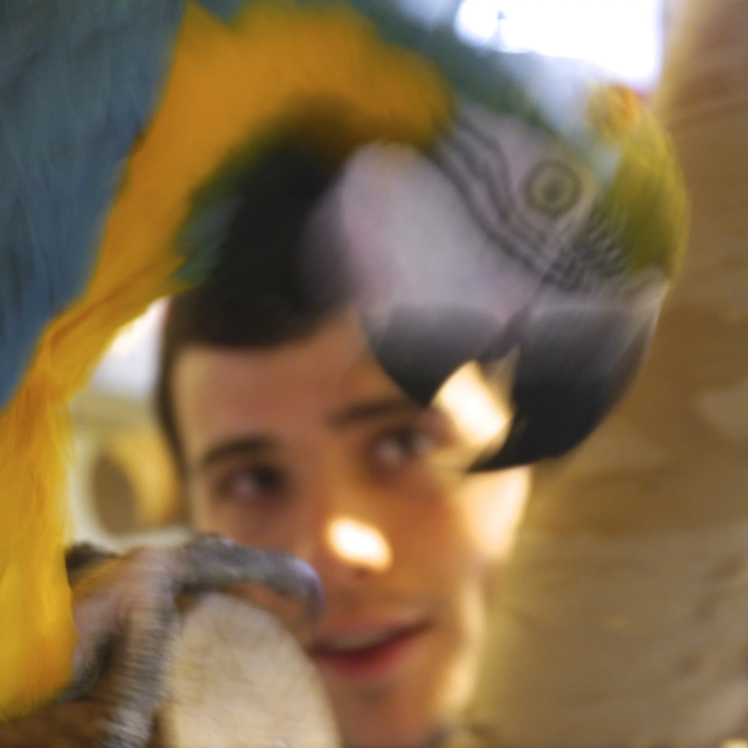 Foster Parrots - Lightning, Jim.jpg