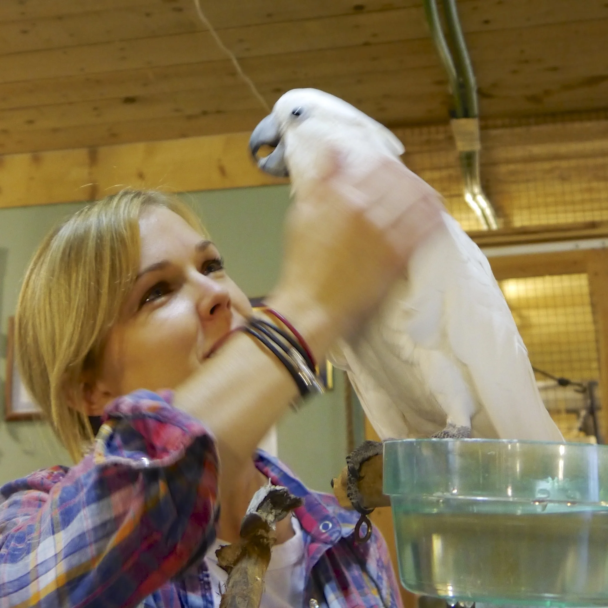 Foster Parrots - Carrie, Lily.jpg