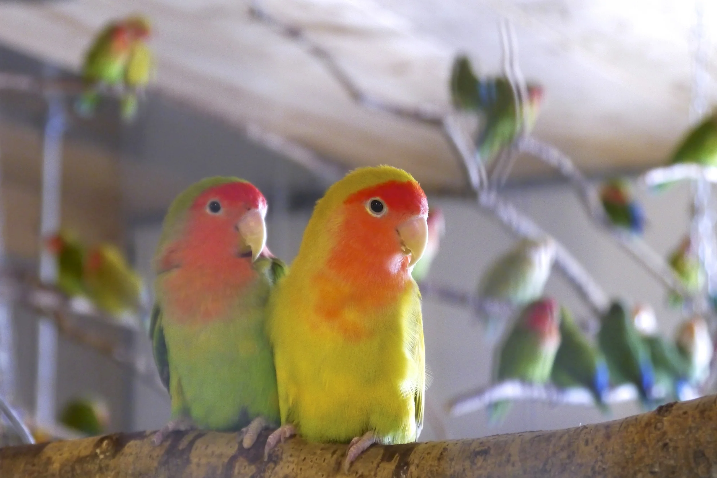 Foster Parrots - Lovebirds - Version 3.jpg