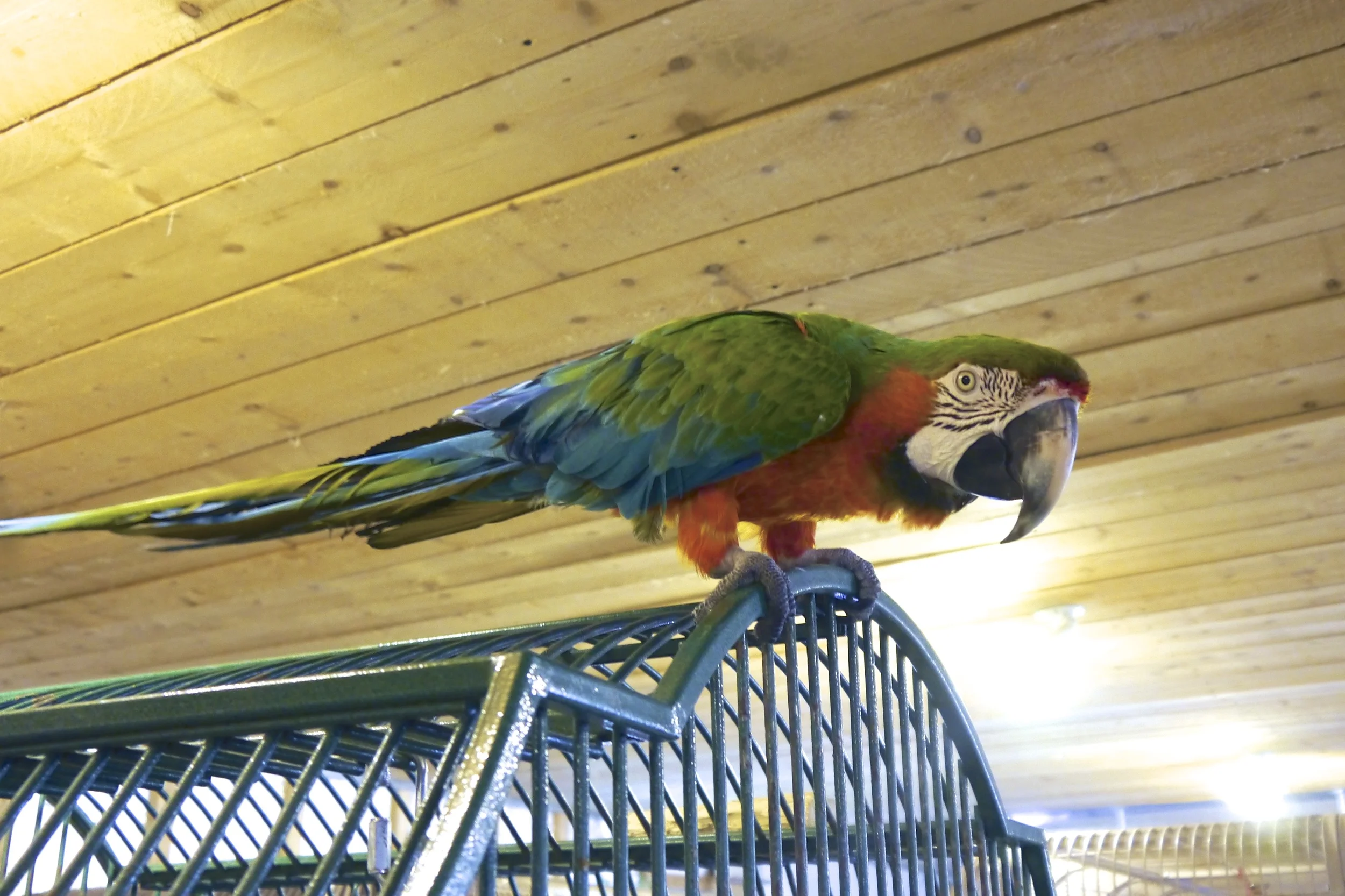 Foster Parrots - Gus.jpg