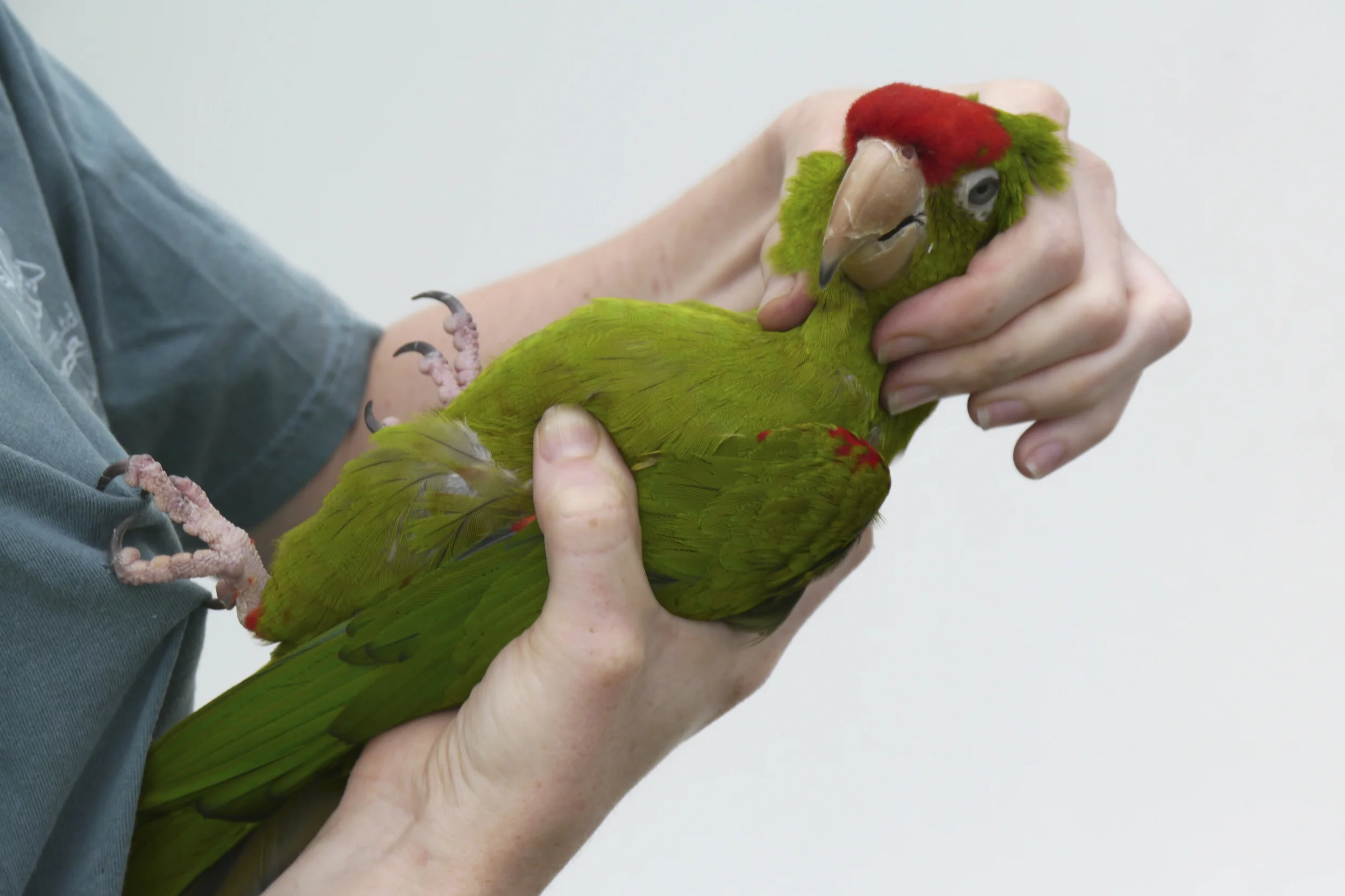 Foster Parrots - Small-bird Restraint.jpg