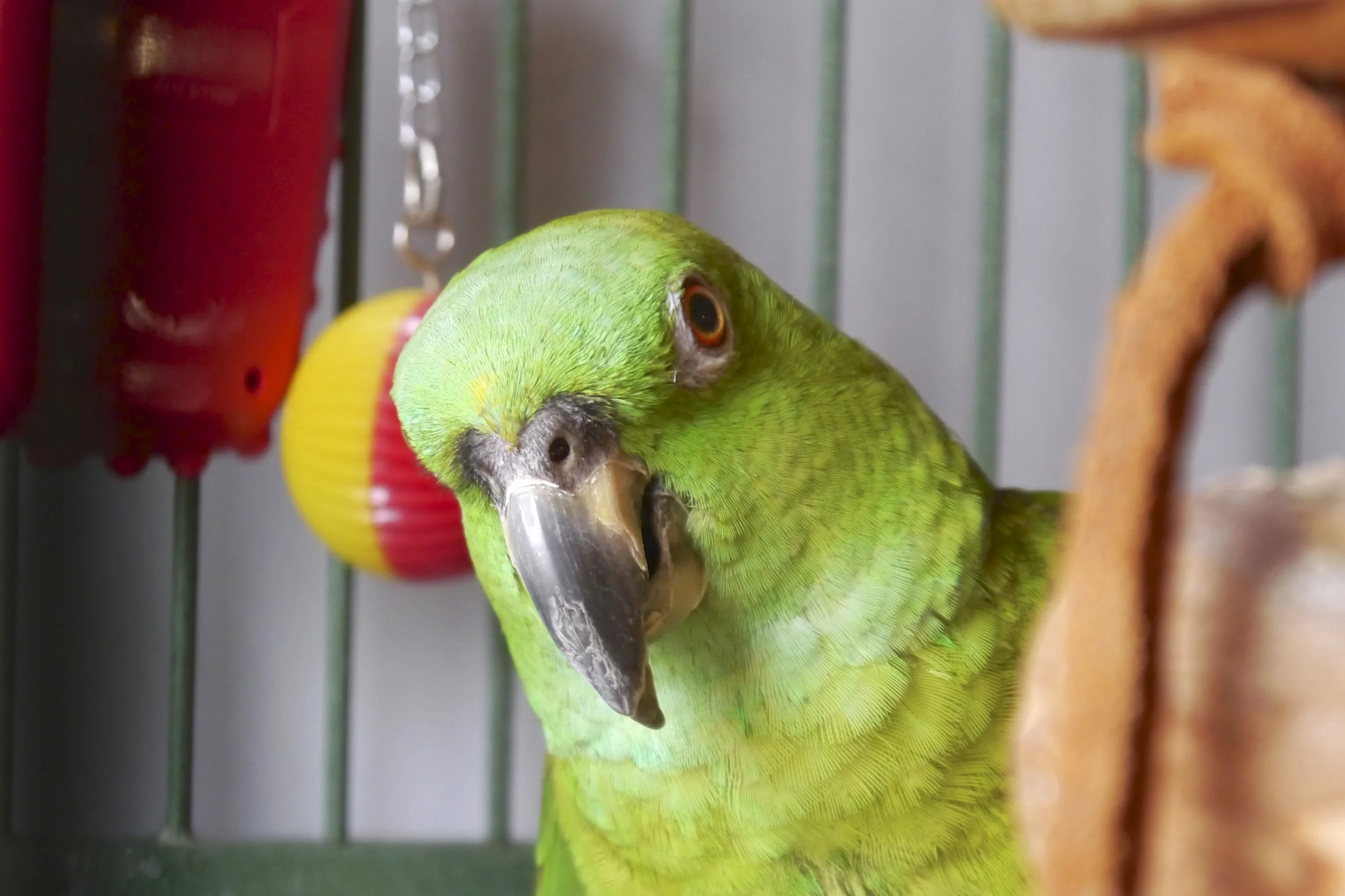 Foster Parrots - Katie.jpg