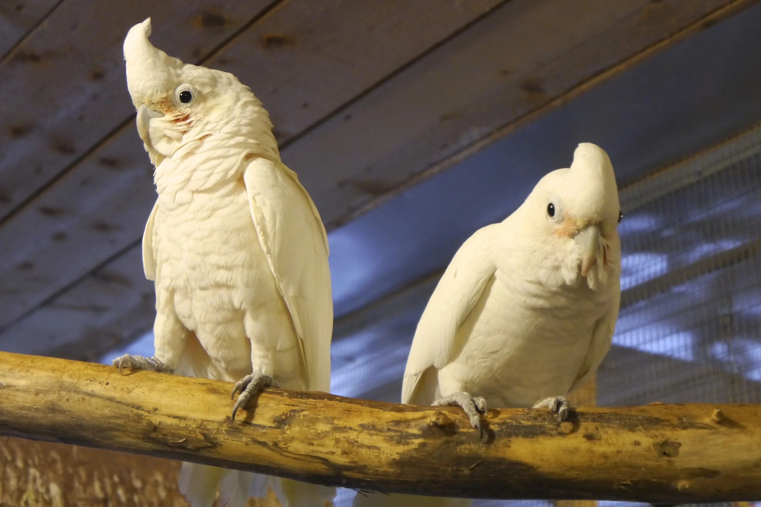 Foster Parrots - Peewee and Gsa Gsa.jpg