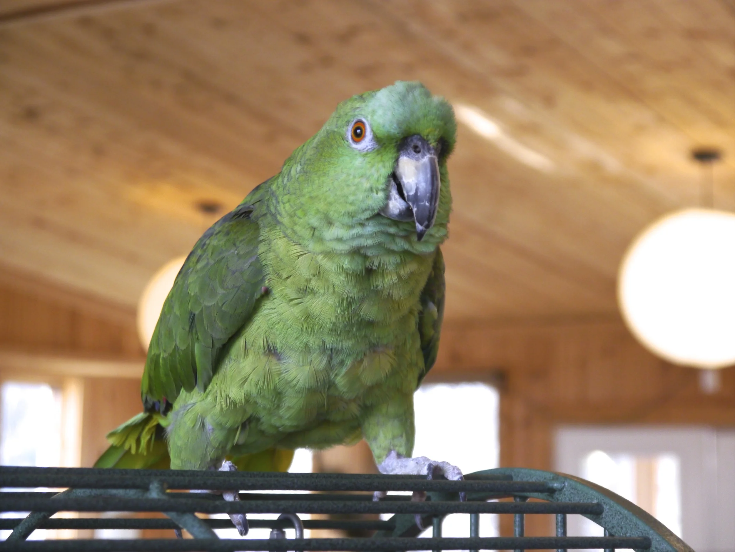 Foster Parrots - Katie.jpg