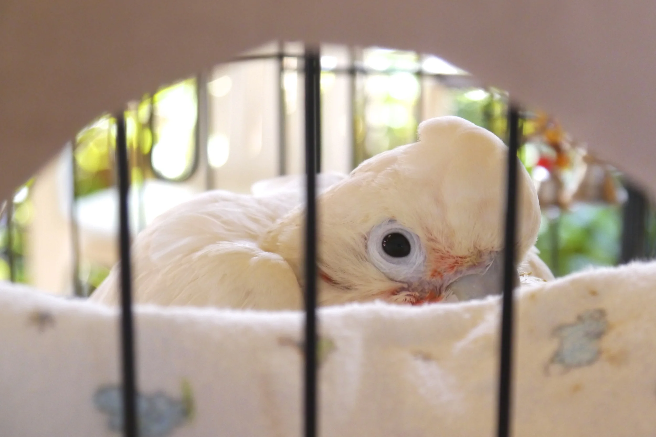 Foster Parrots - Digit.jpg