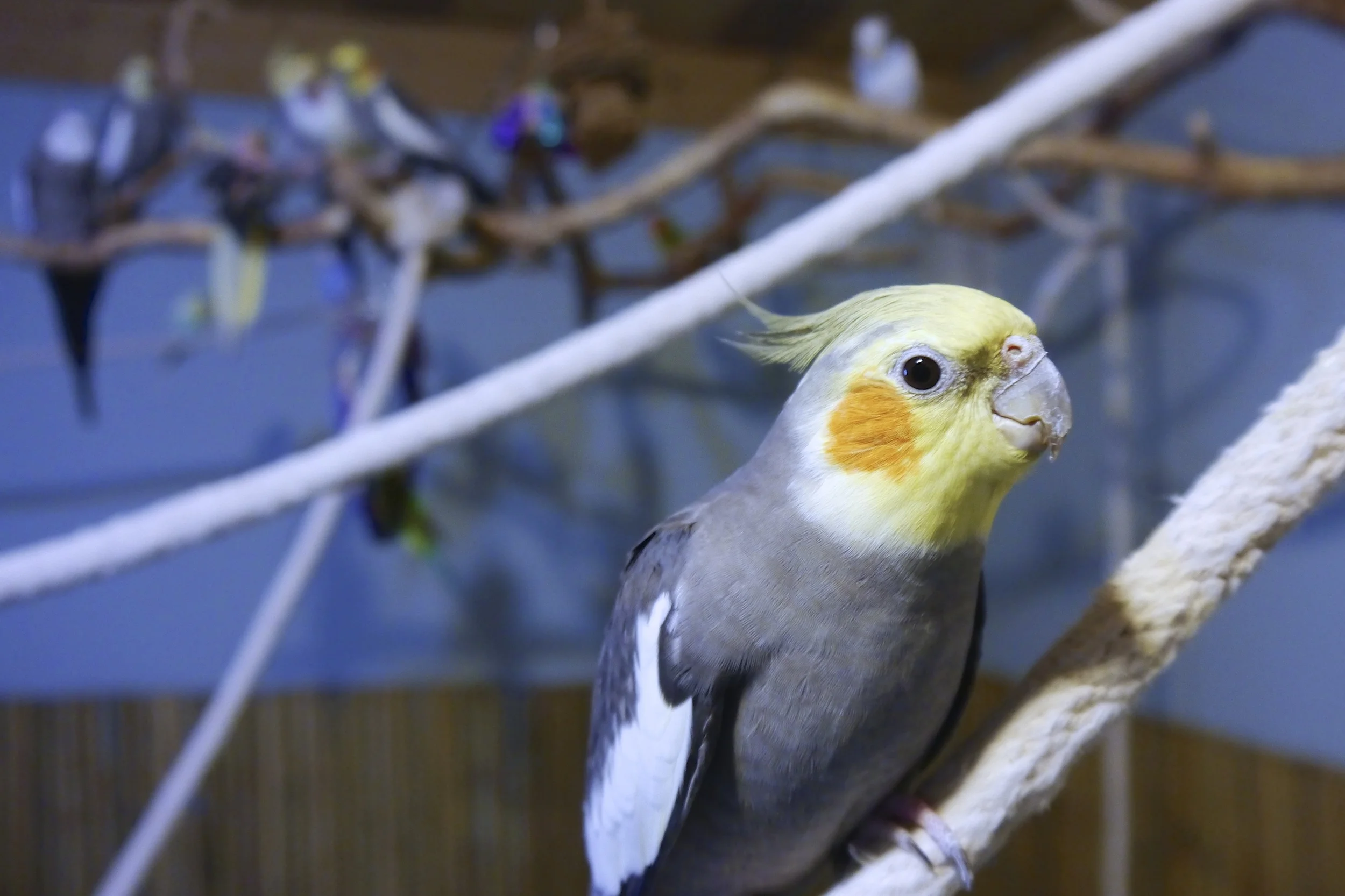 Foster Parrots - Cockatiel.jpg