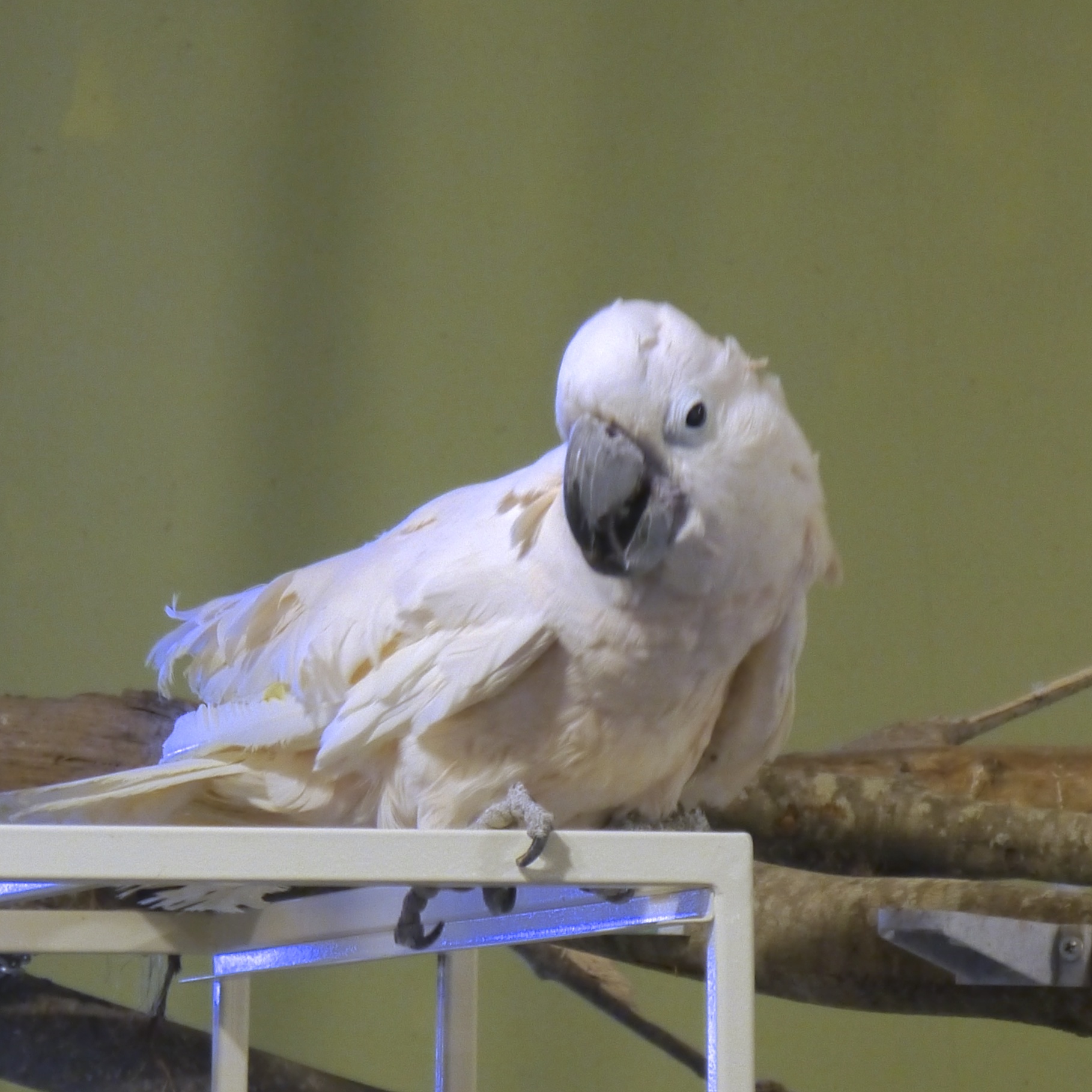 Foster Parrots - Magoo.jpg