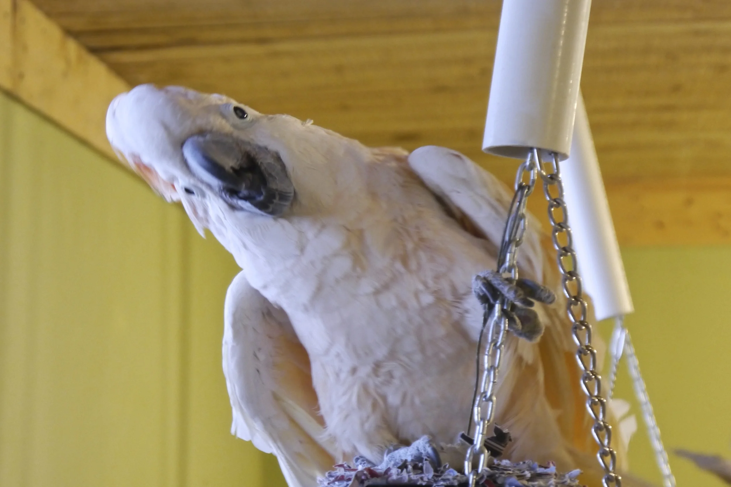 Magoo bobbing and weaving on his play frame
