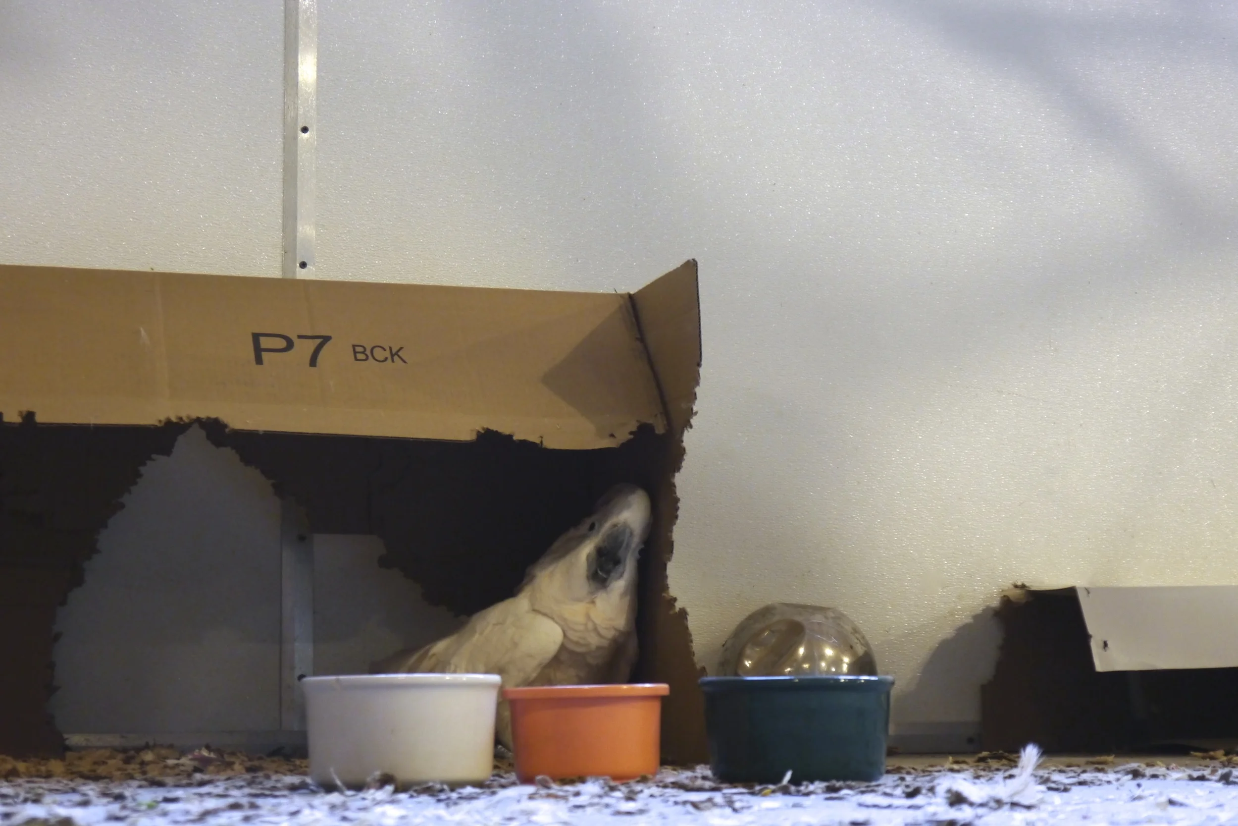 Magoo hiding and shredding his box on the floor