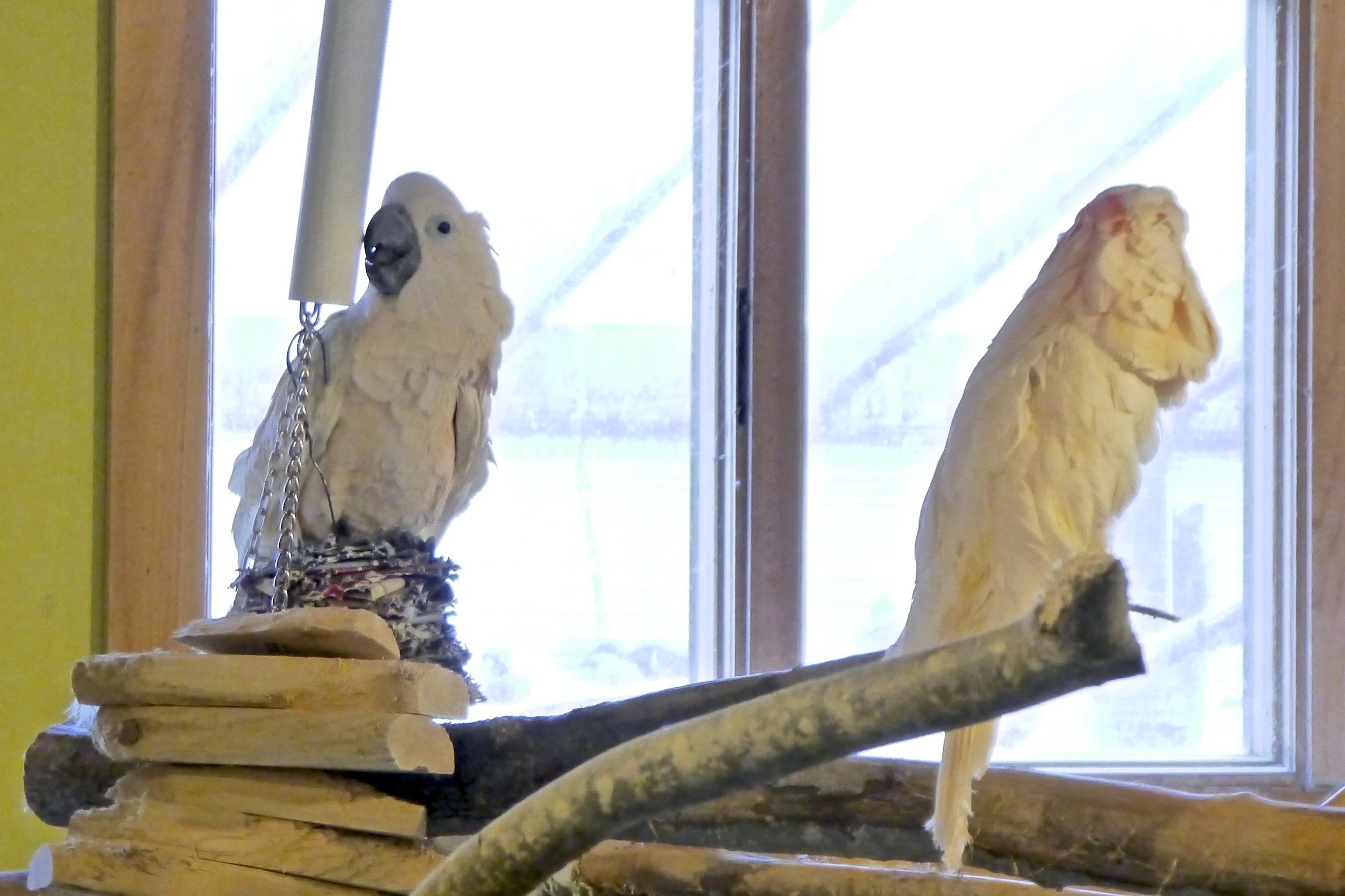 Magoo (left), Lucy (right)