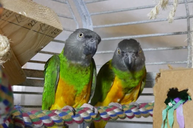 Lurch and Tuesday (Right)