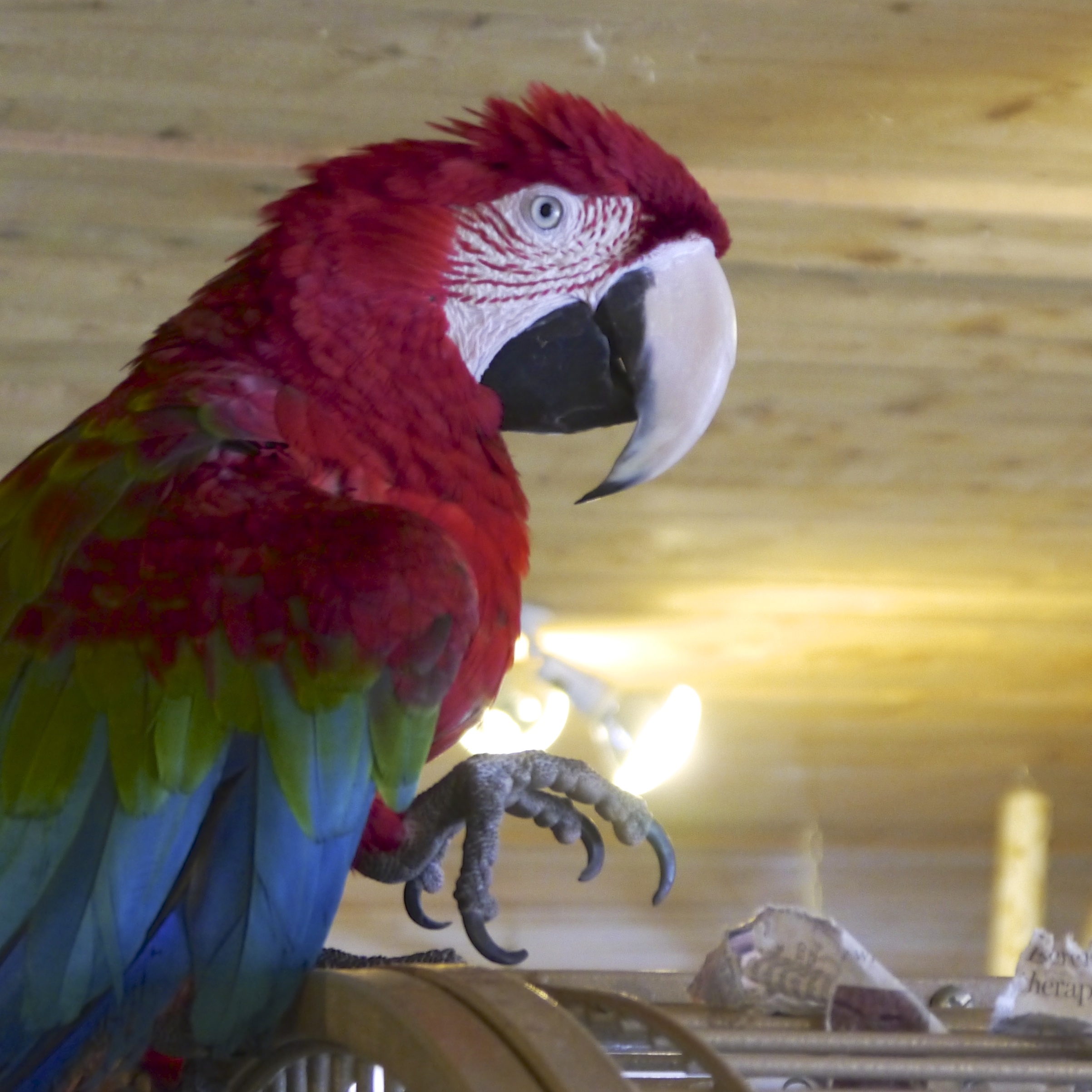 Foster Parrots — The New England Exotic Wildlife Sanctuary