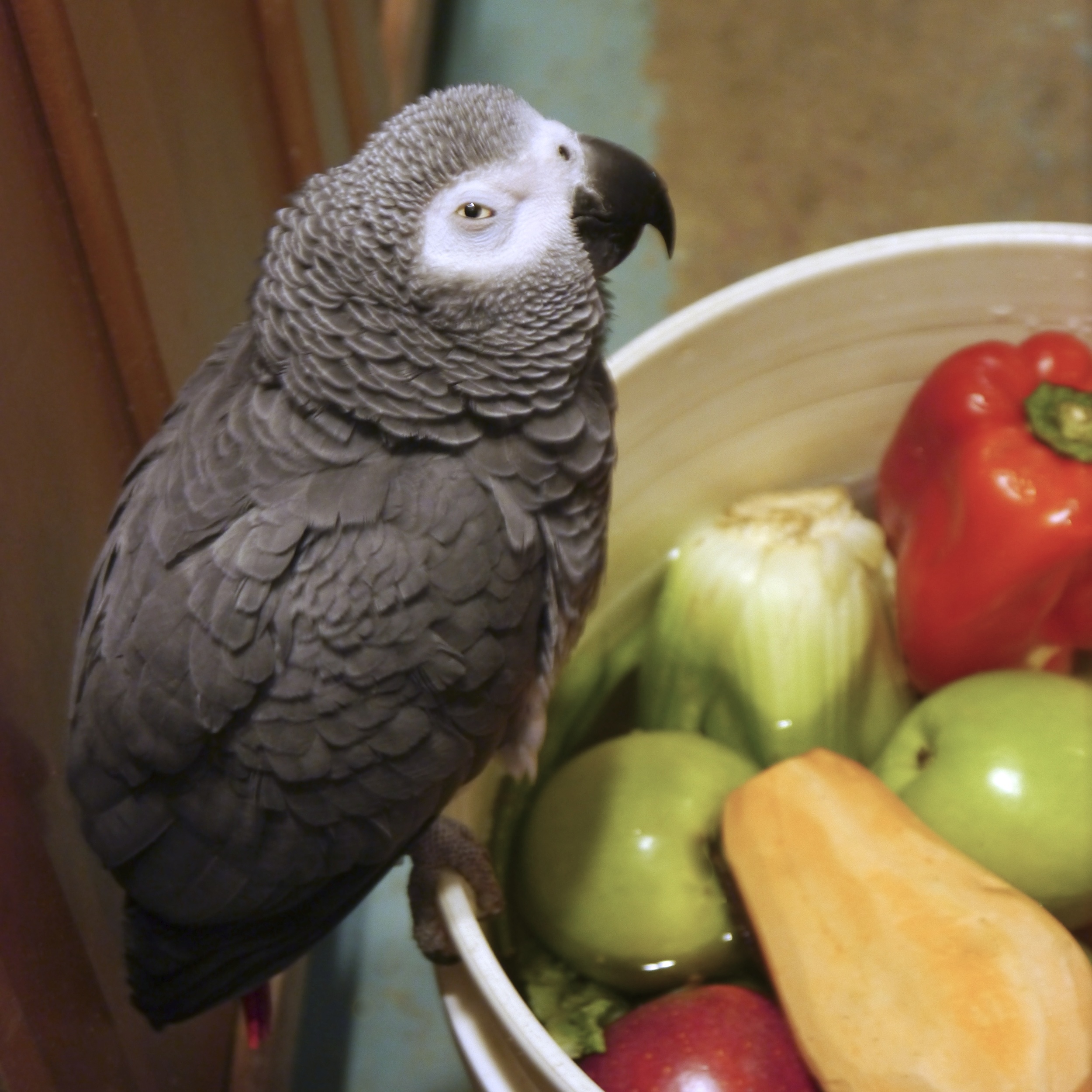 Foster Parrots - Jacoue.jpg