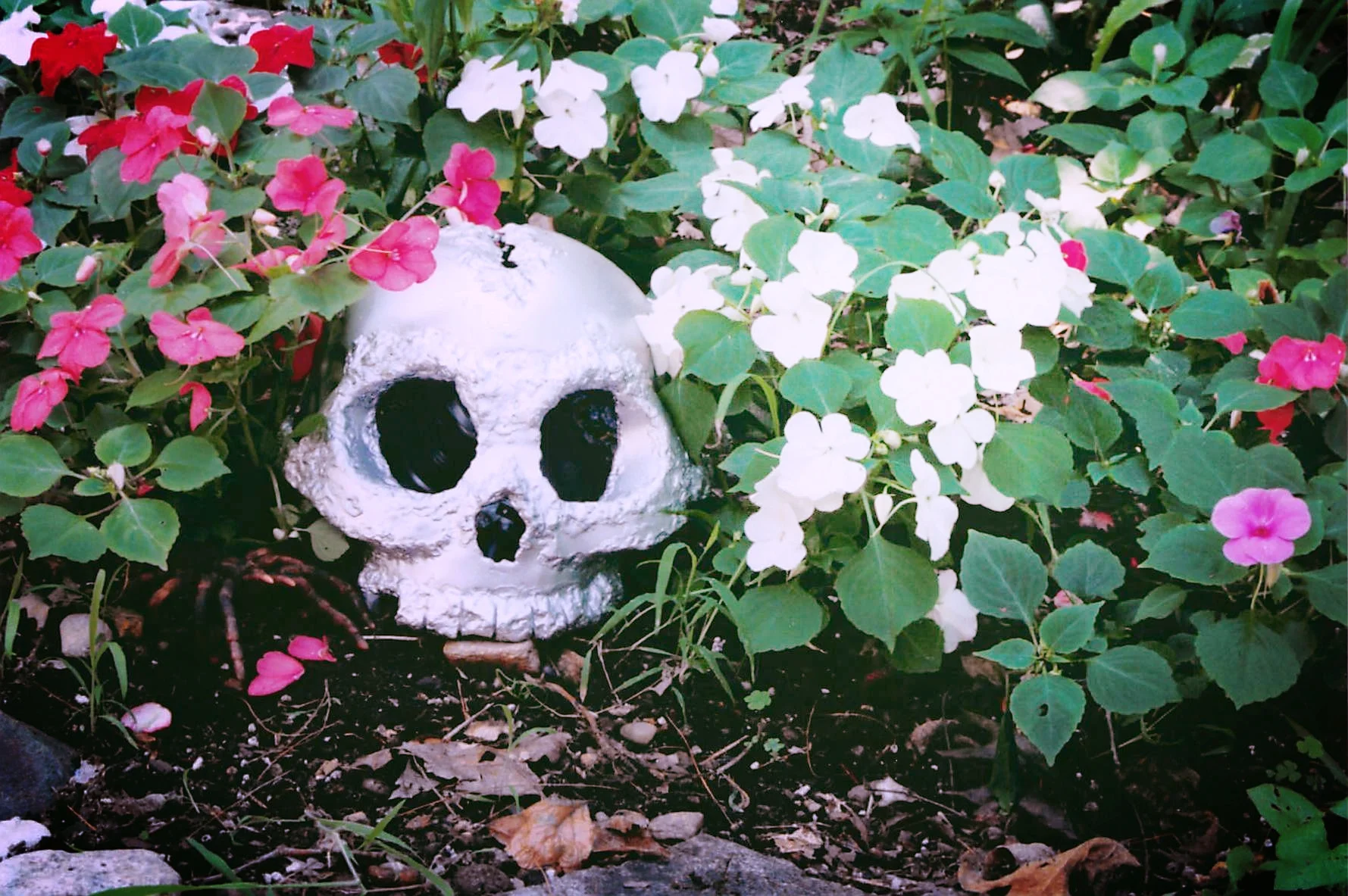 Pat_Garden Skull_Page_1.jpg