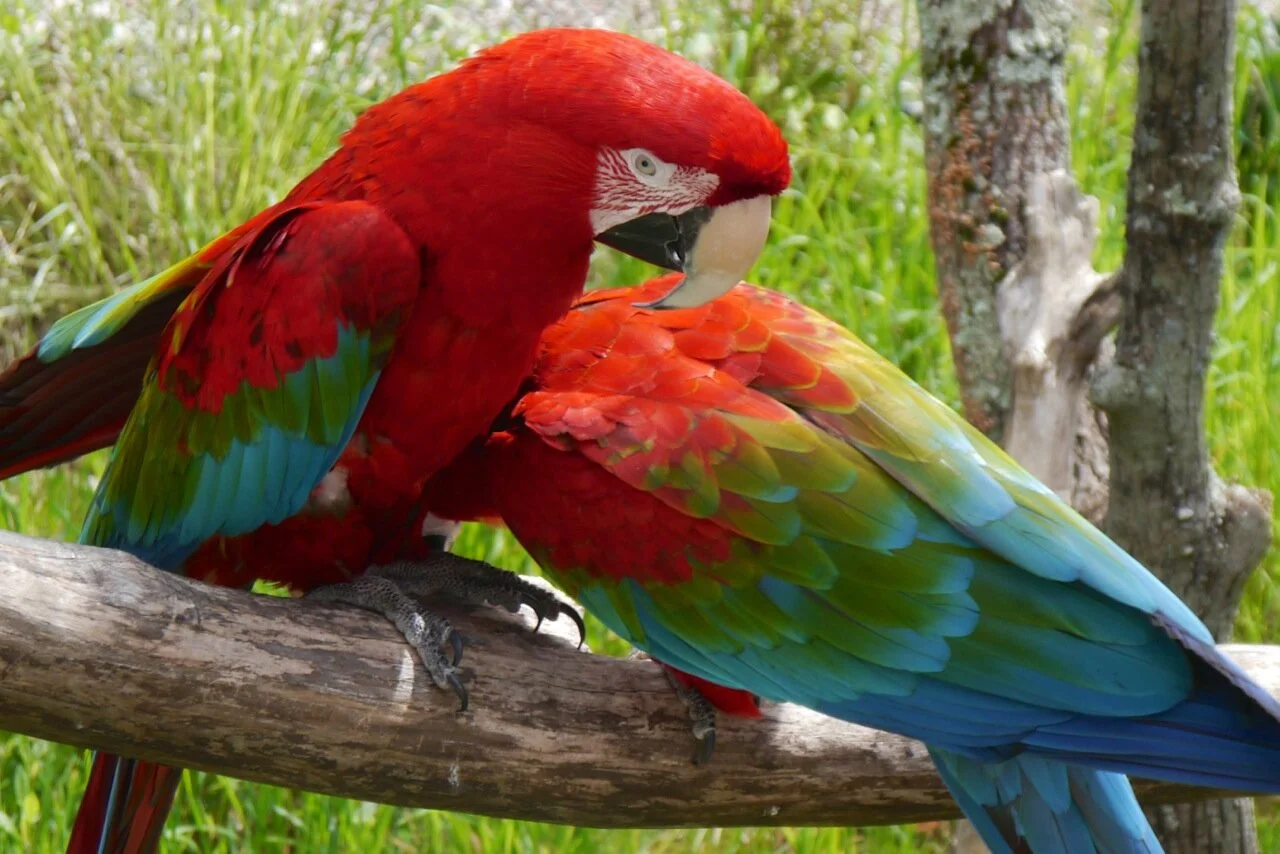 Foreign Parrots Support Us — Foster Parrots — The New England Exotic Wildlife Sanctuary