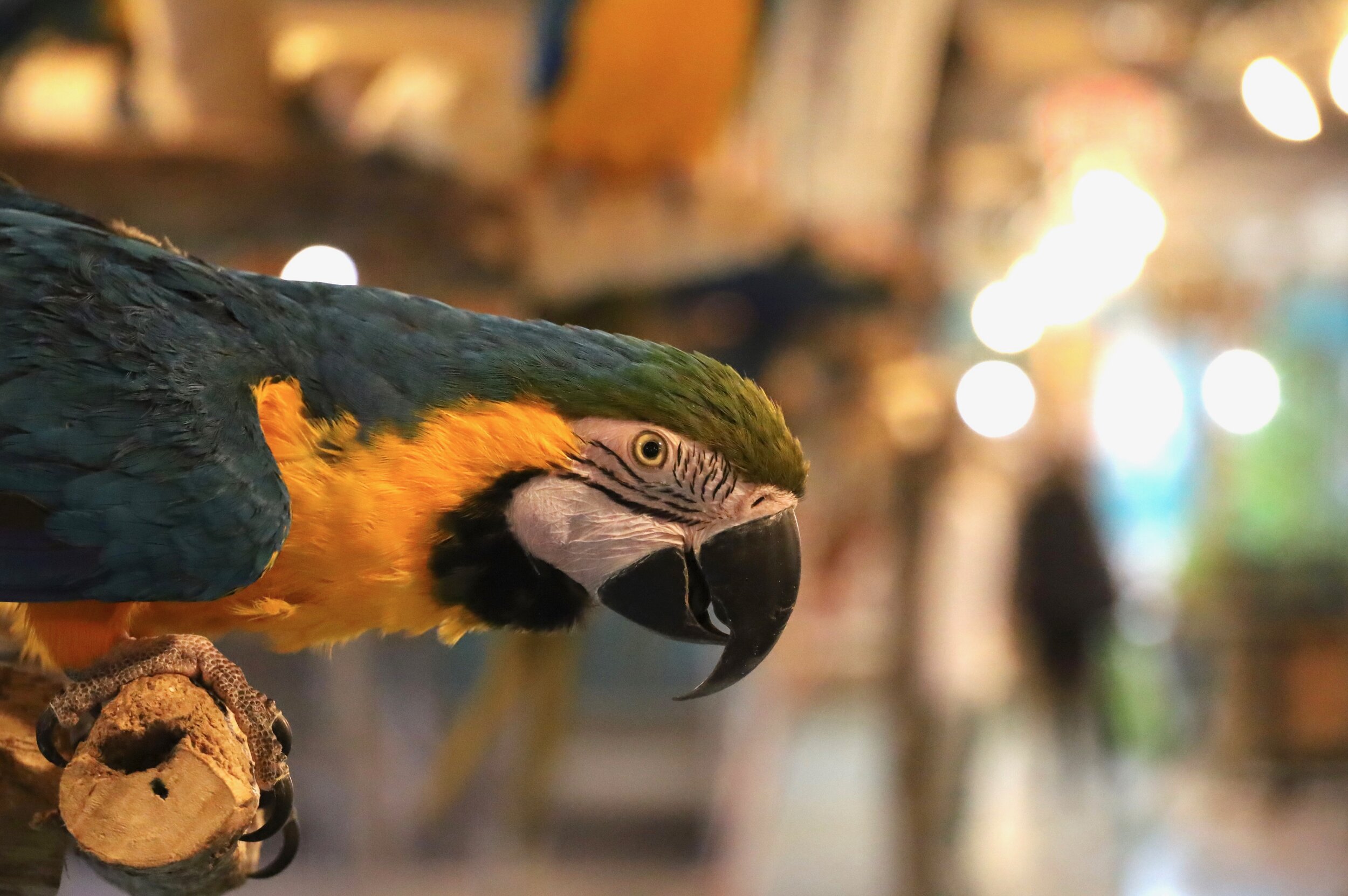 Foster Parrots - Oakley (4).jpg