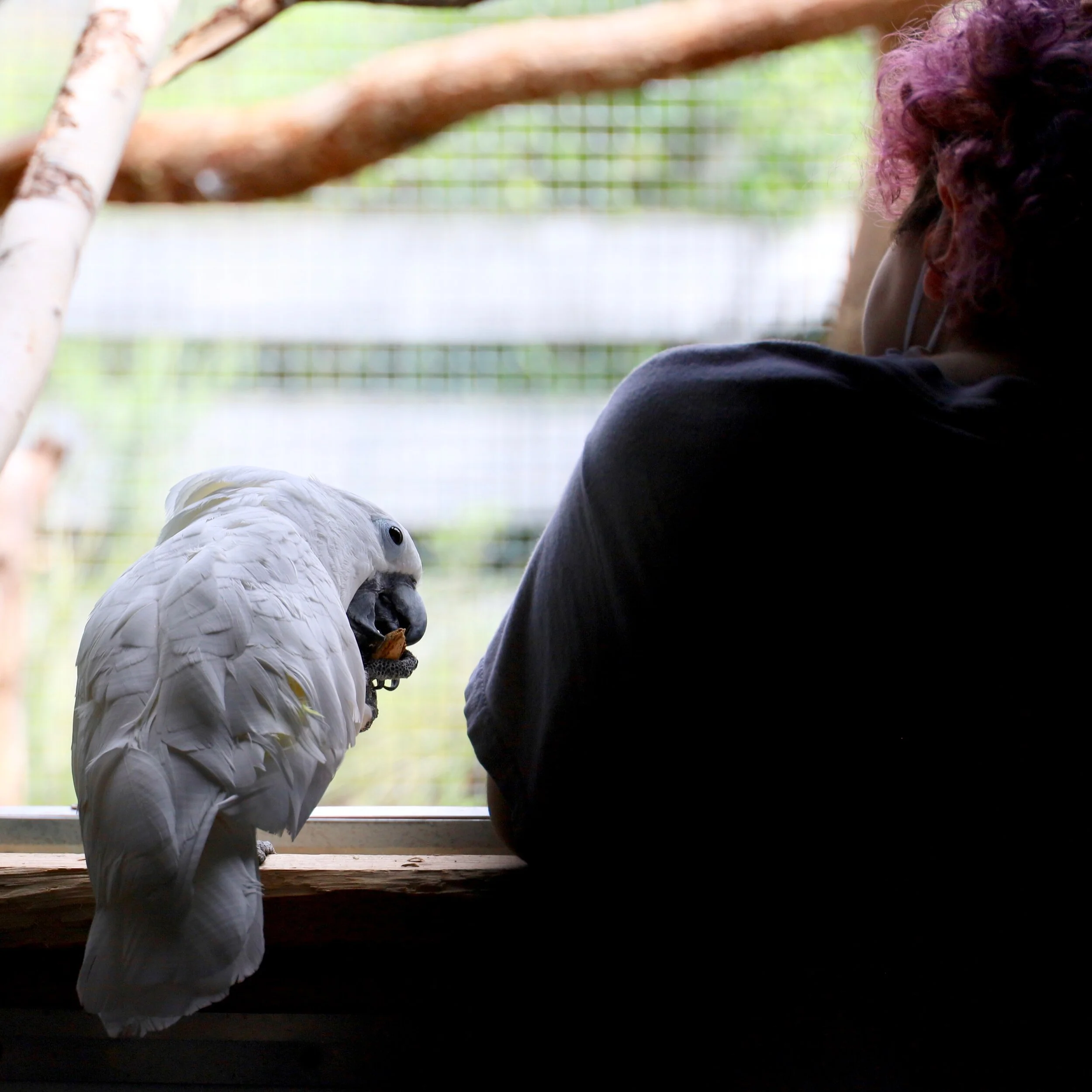 Foster Parrots - Lily with Ilaria.jpg