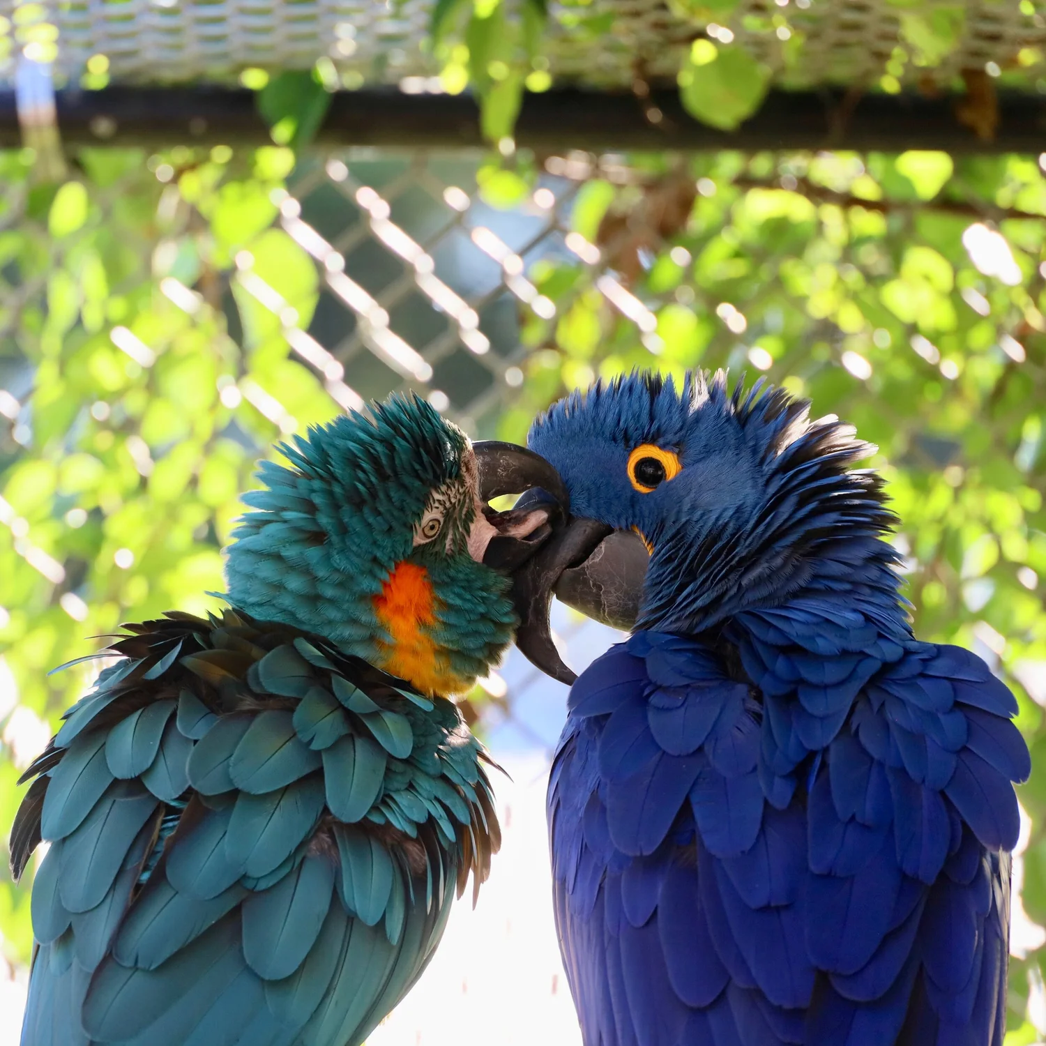 Our Birds Foster Parrots The New England Exotic Wildlife Sanctuary Another tip is also to discard monosyllables and words that it can be difficult to decide what to call your small bird. our birds foster parrots the new