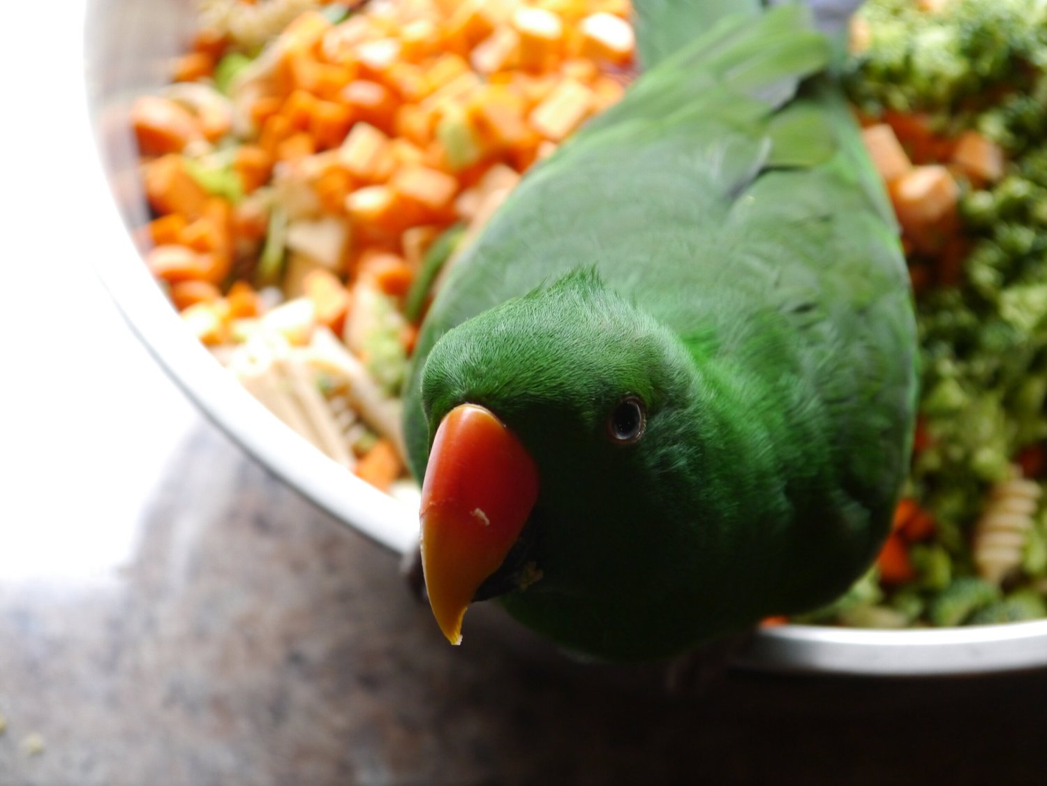 What Do Eclectus Parrots Eat