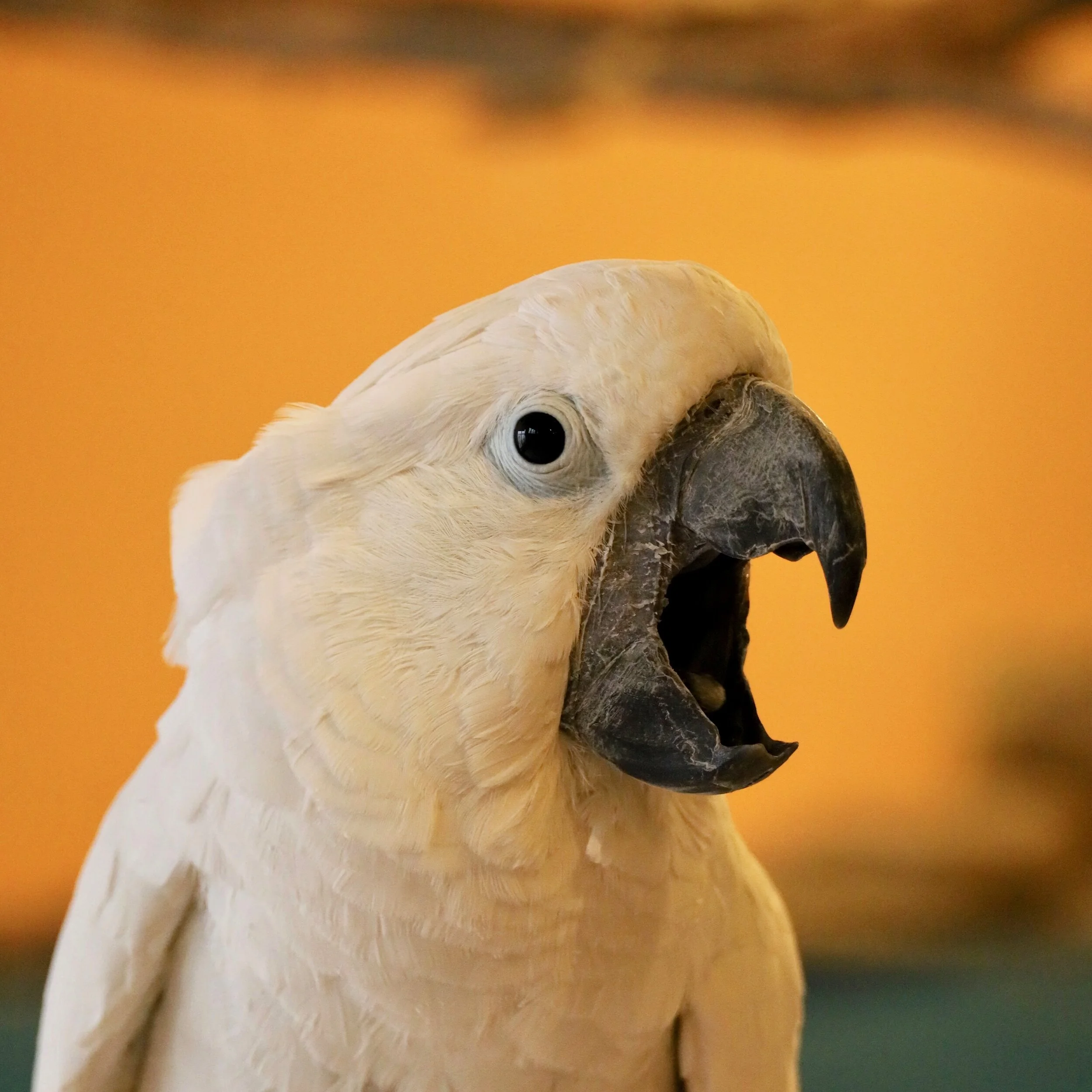 Foster Parrots - Chief.jpg