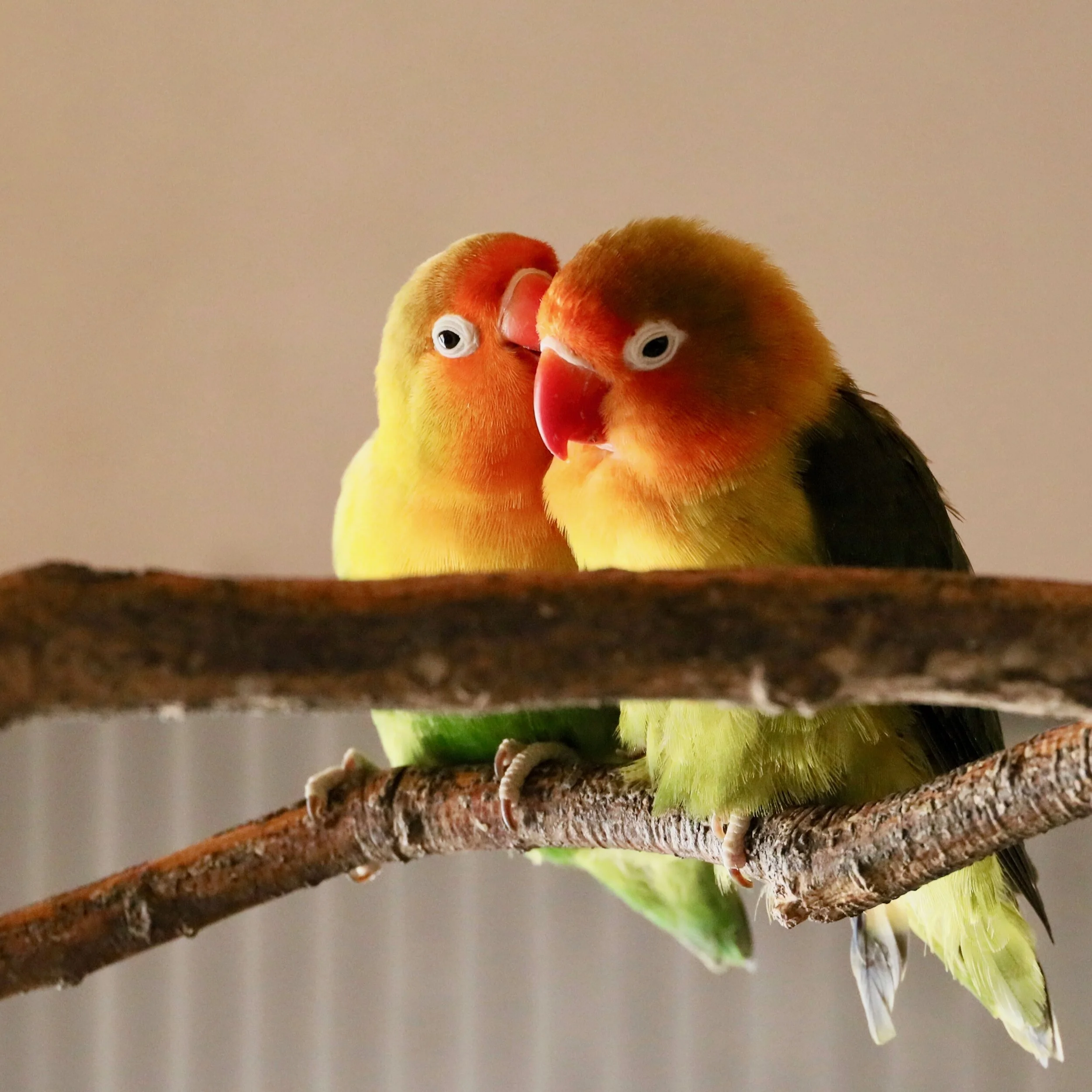 Foster Parrots - lovebirds (1).jpg