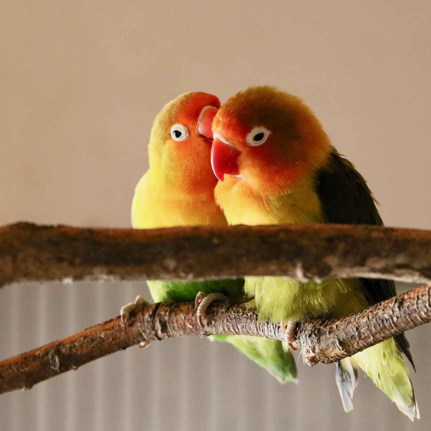 Parrot Confidential DVD — Foster Parrots — The New England - Main Image