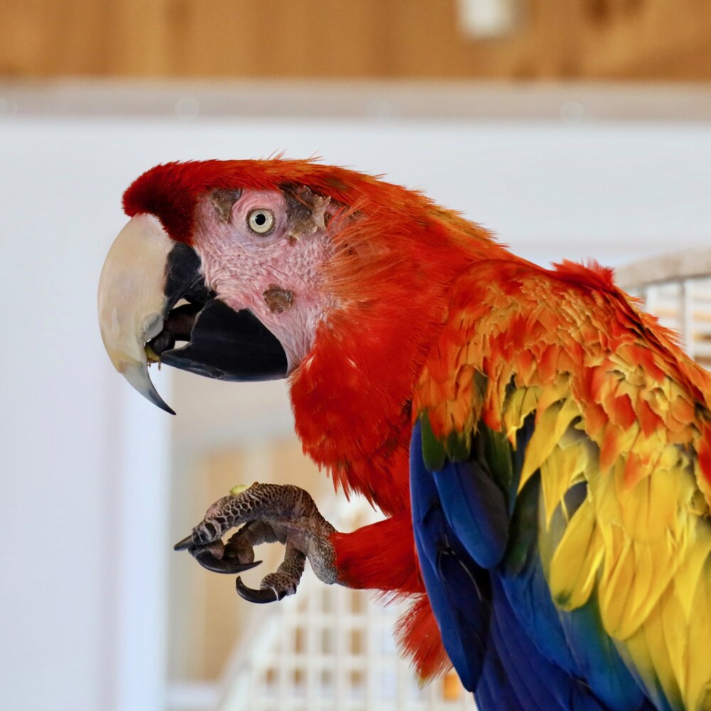 Build Our New Sanctuary — Foster Parrots — The New England Exotic Wildlife  Sanctuary