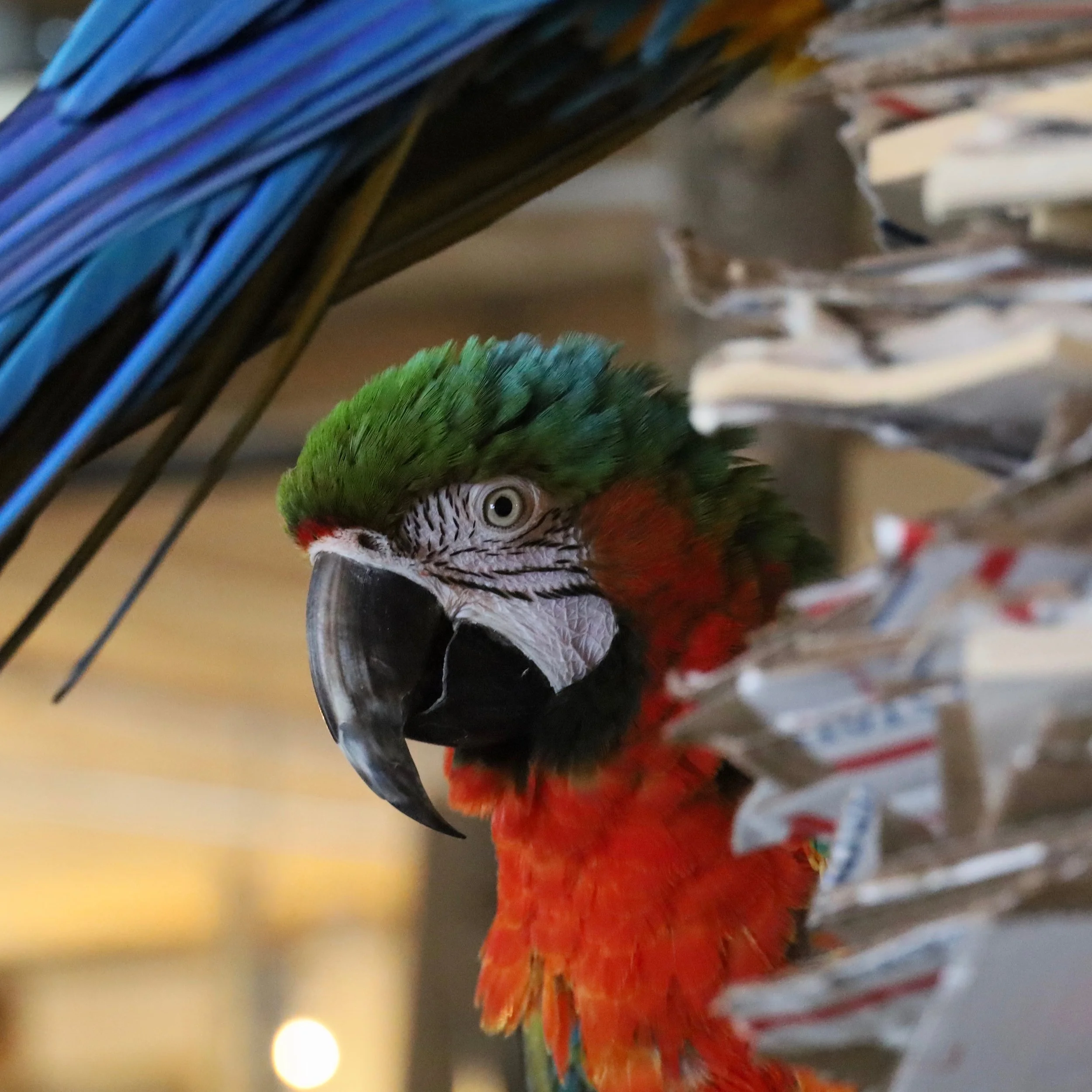Foster Parrots - Sapphire-2.jpg