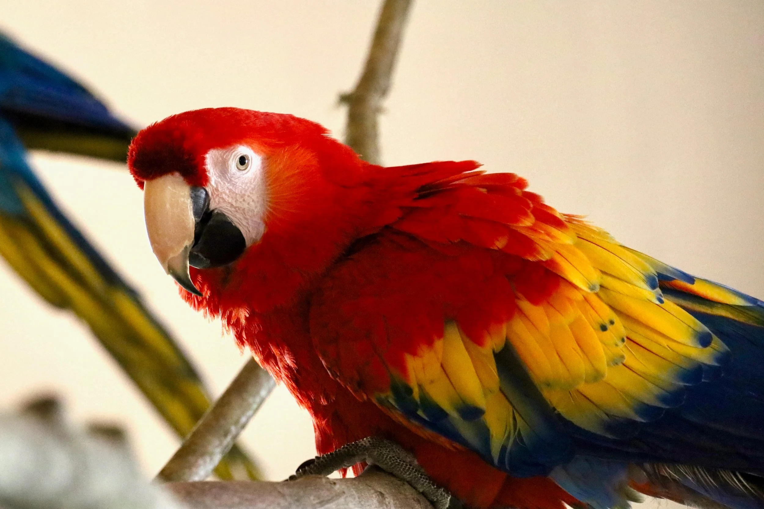 Foster+Parrots+-+Inca+%281%29+%282%29.jpg