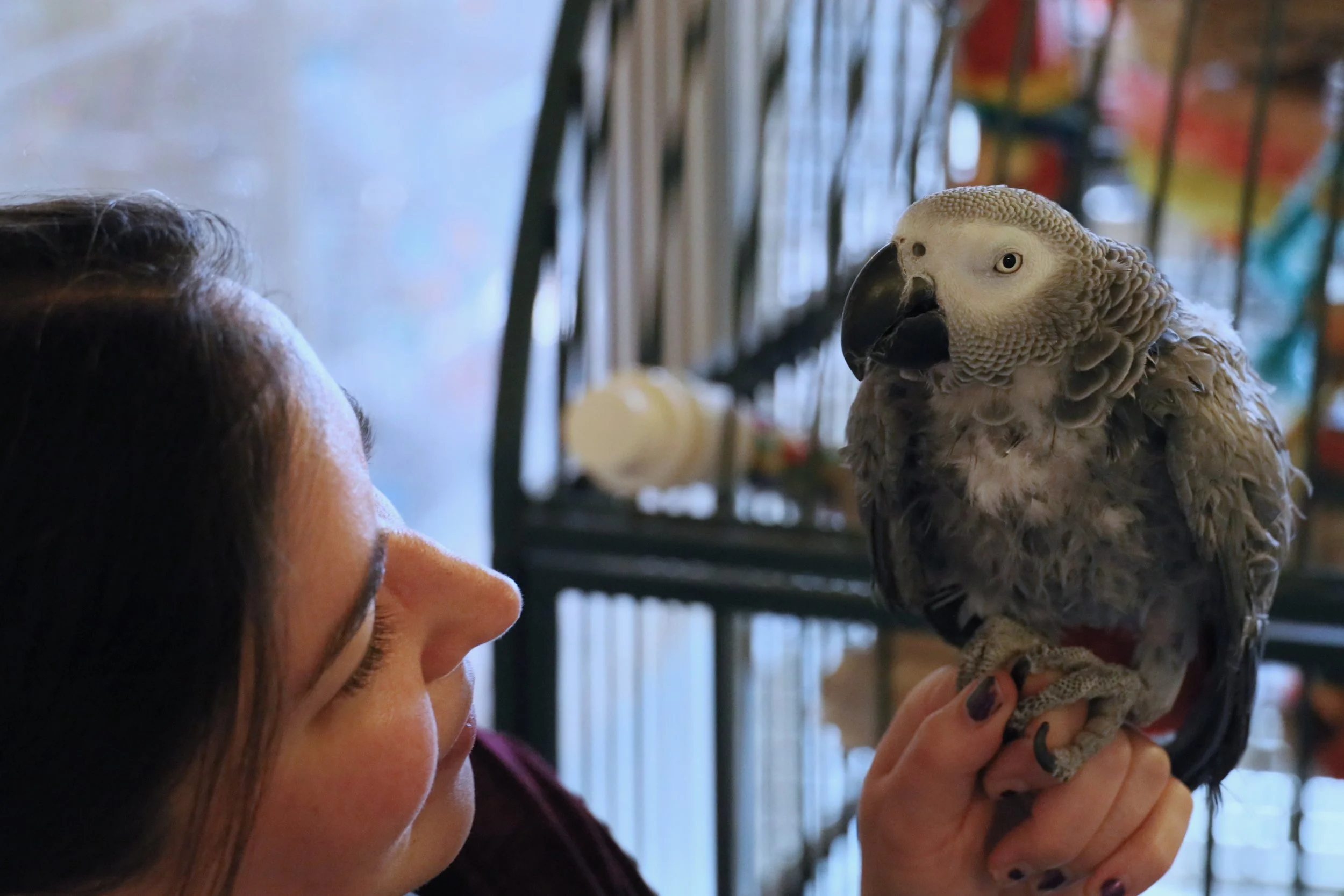 Placement (Adoption) — Foster Parrots — The New England Exotic Wildlife