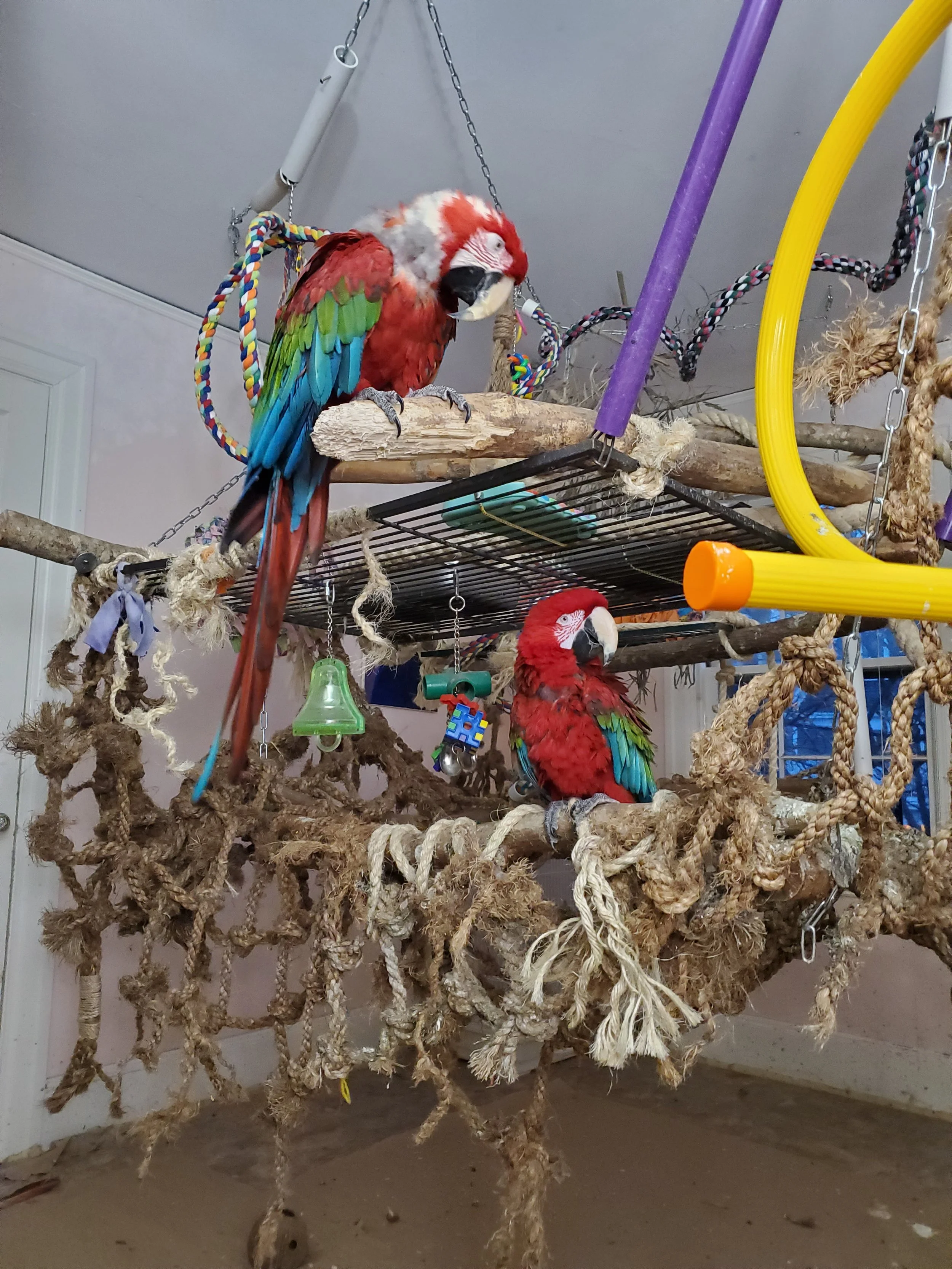 Home Sanctuary — Foster Parrots — The New England Exotic Wildlife Sanctuary