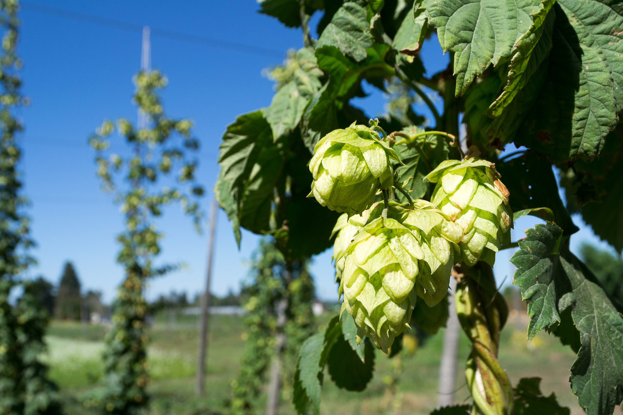 Hops-1.jpg