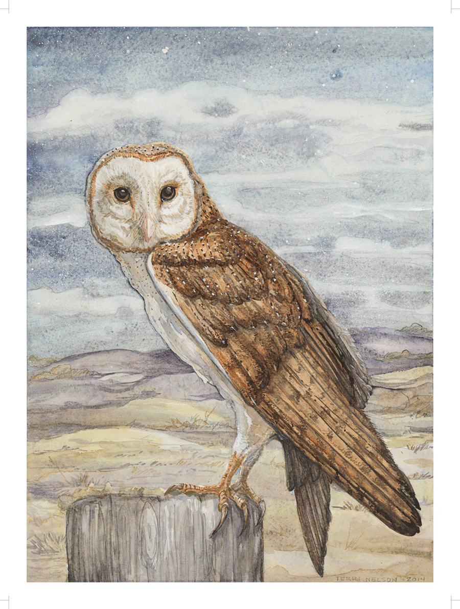 Barn Owl