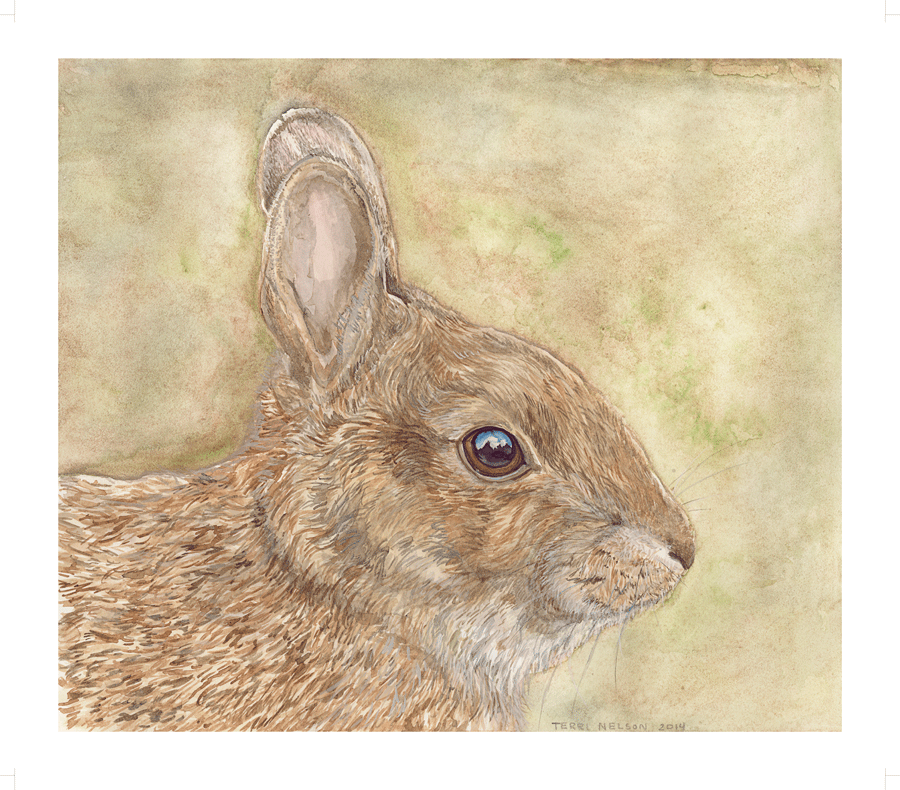 web_cottontail.png