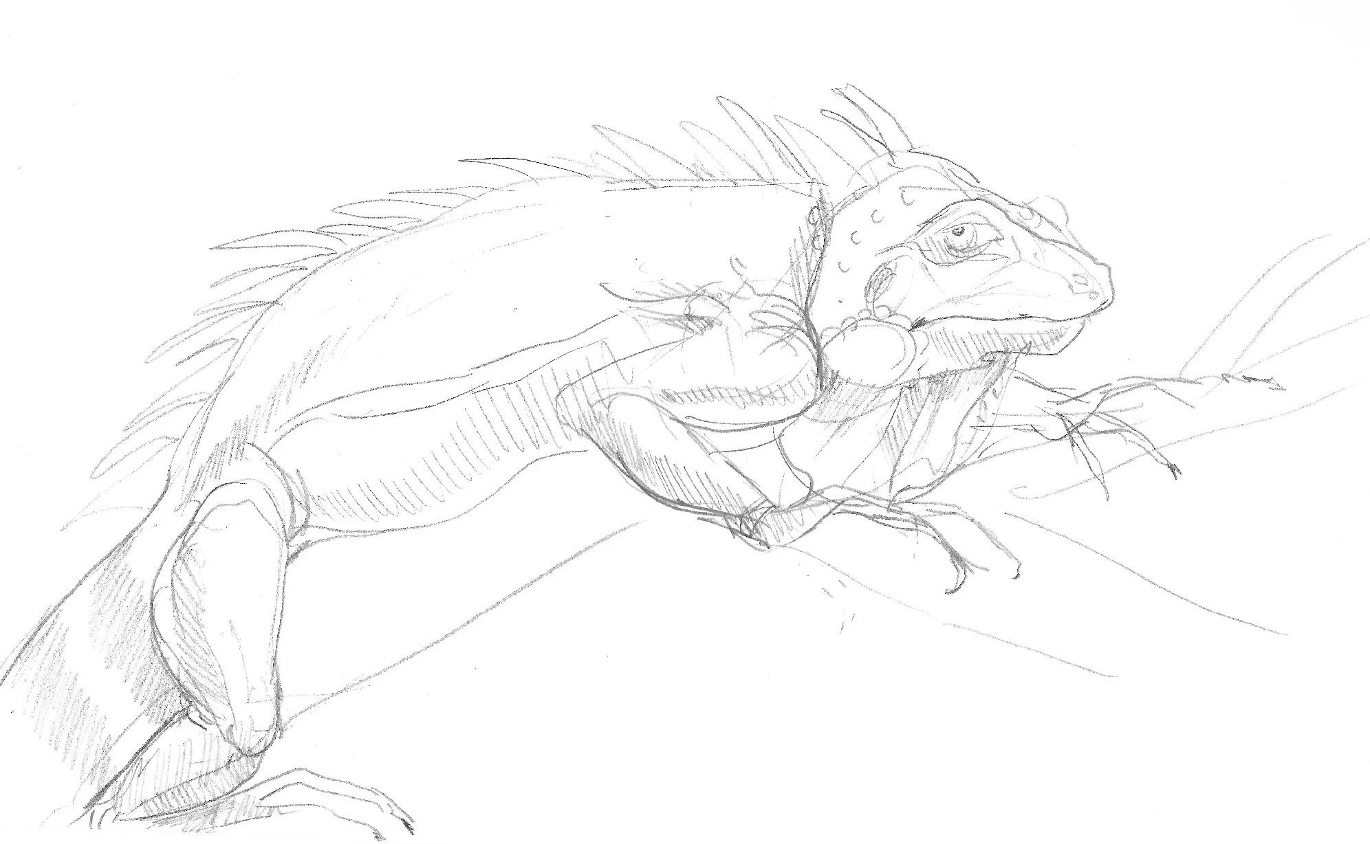 iguana.jpg