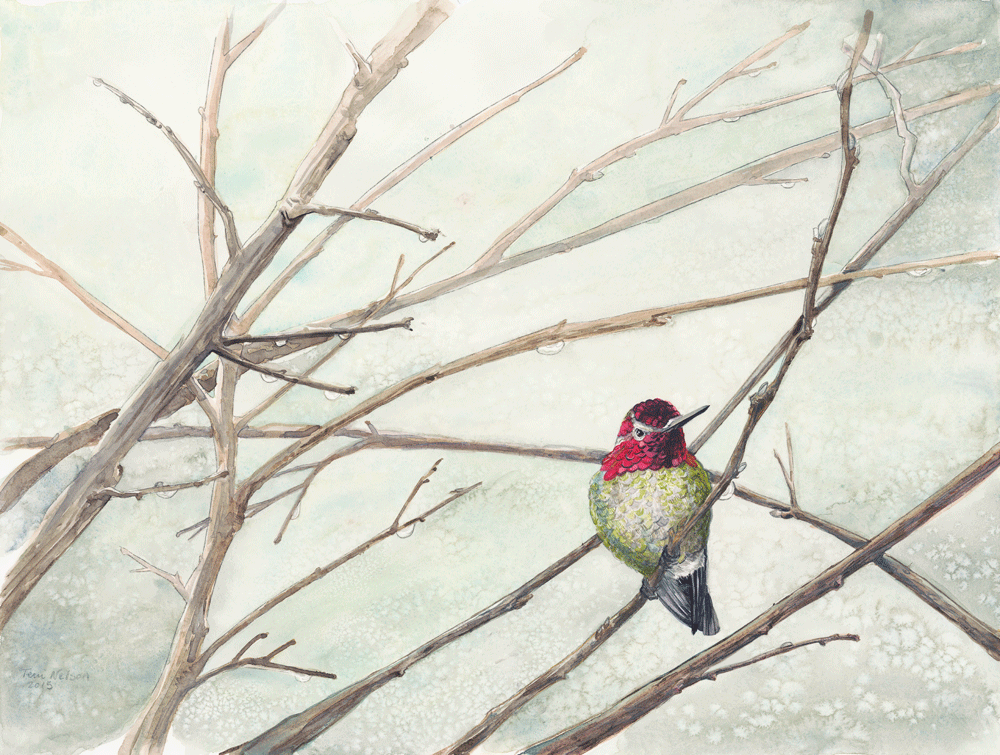 Anna's Hummingbird on Dogwood Branches