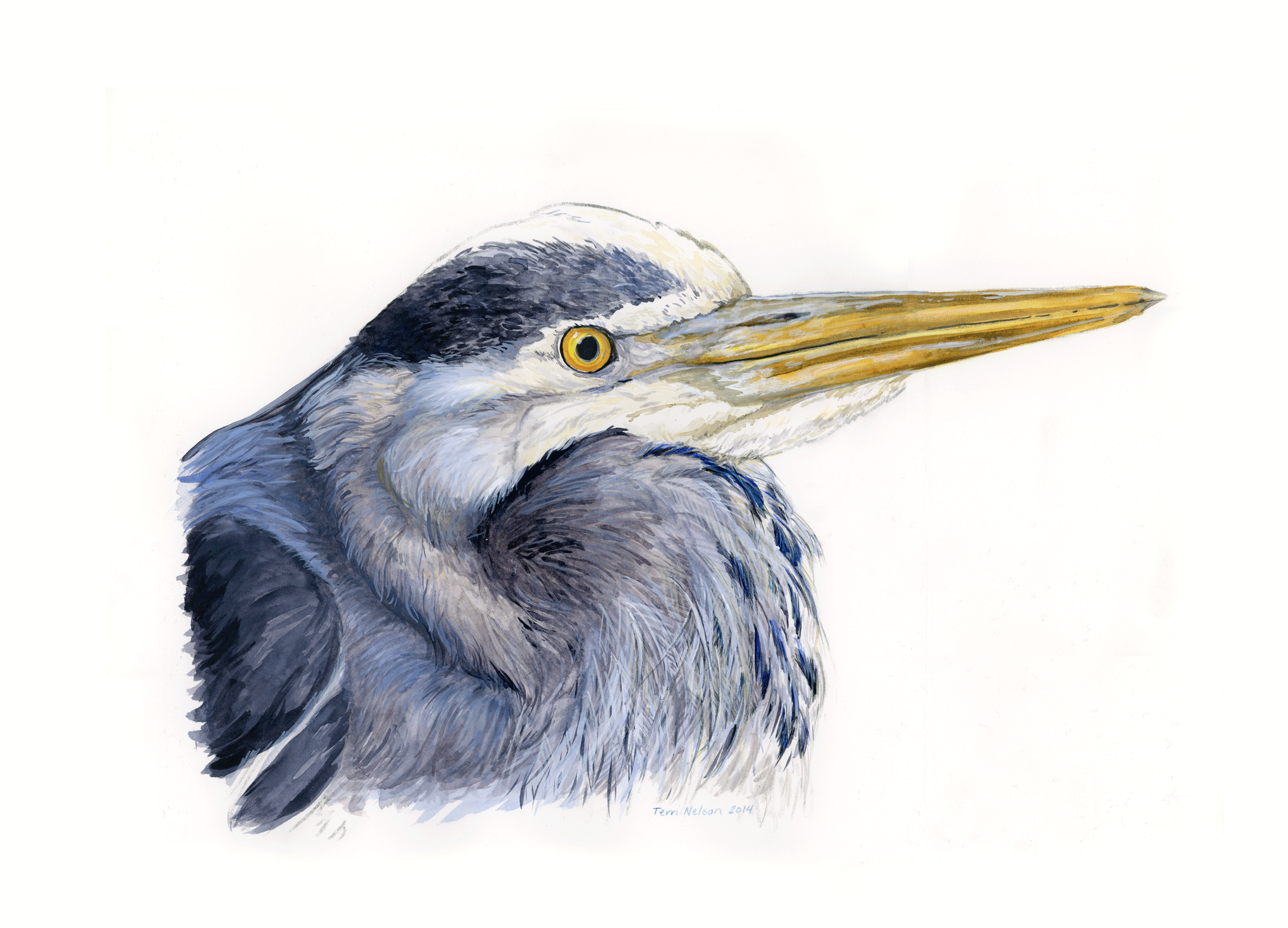 blueheron.png