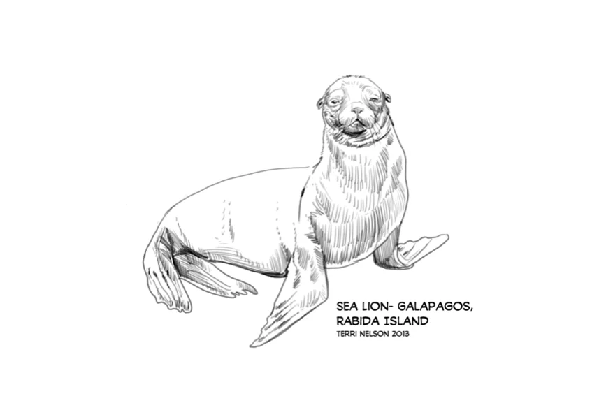 GalapagosSeaLion.jpg