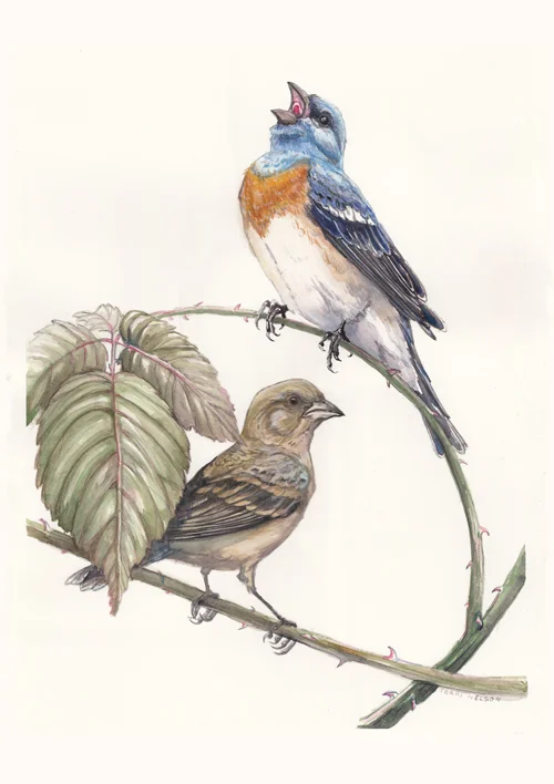 Lazuli Buntings on Himalayan Blackberry