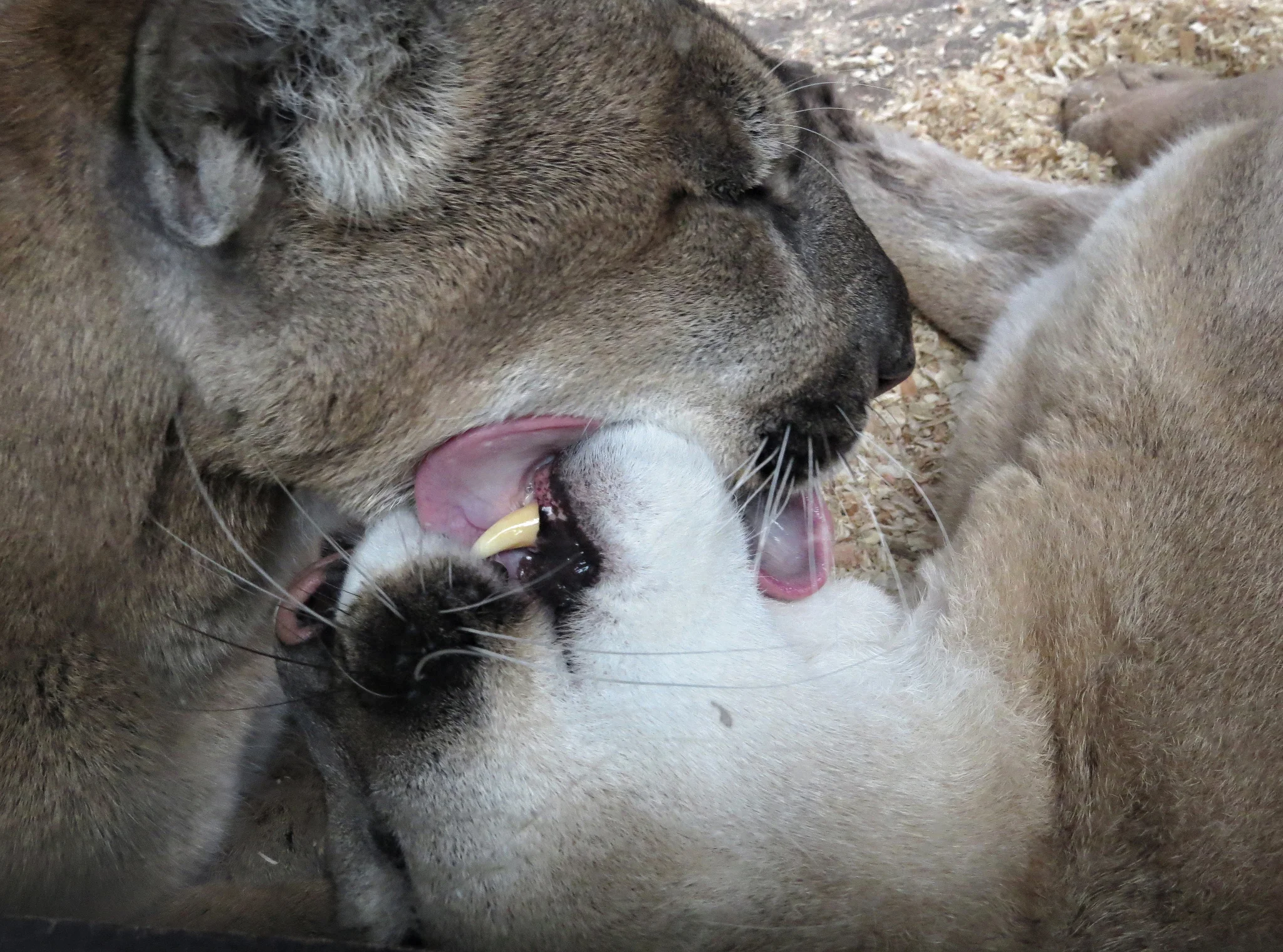 Cougars, Oregon Zoo