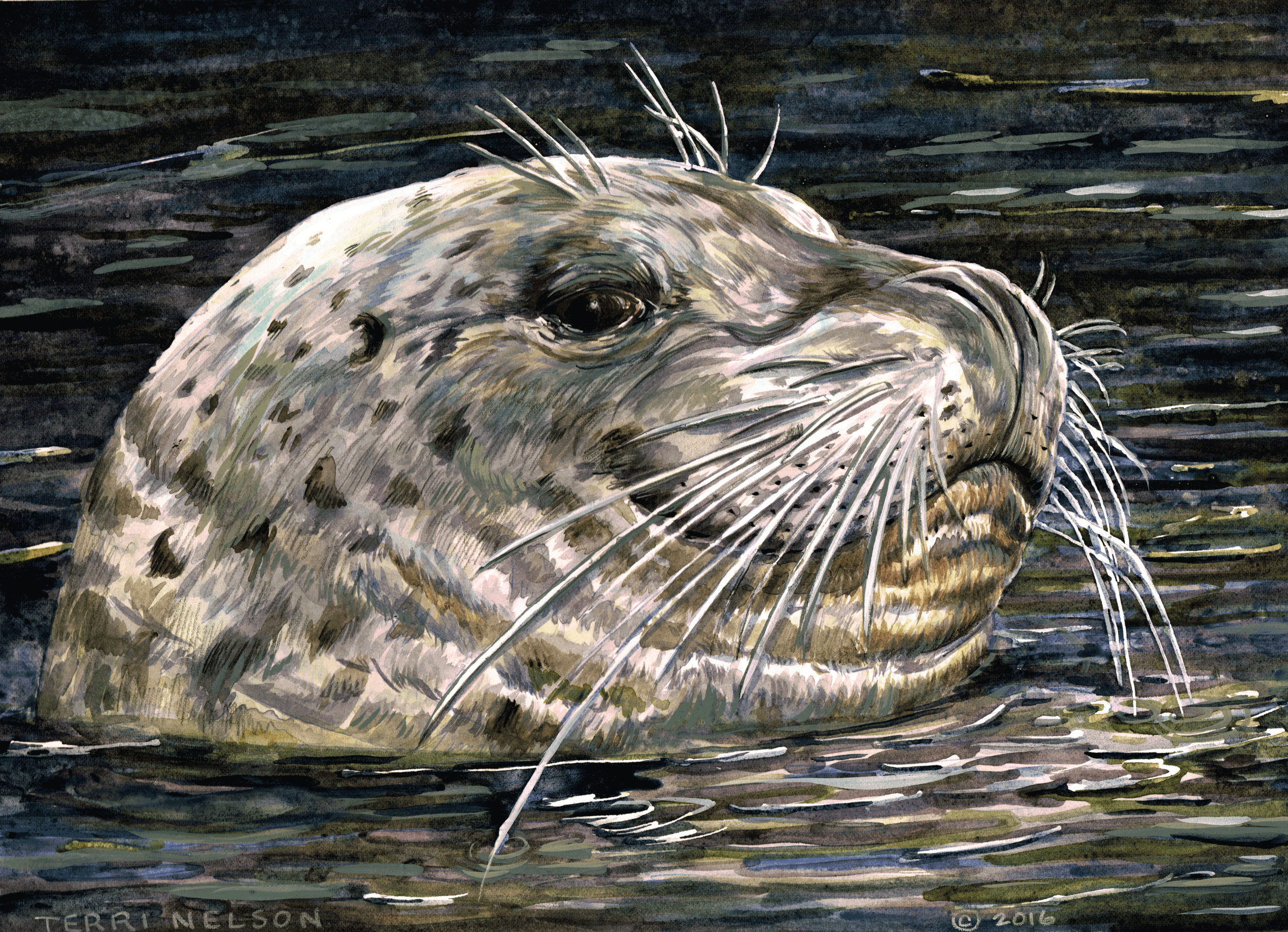 harborseal.png