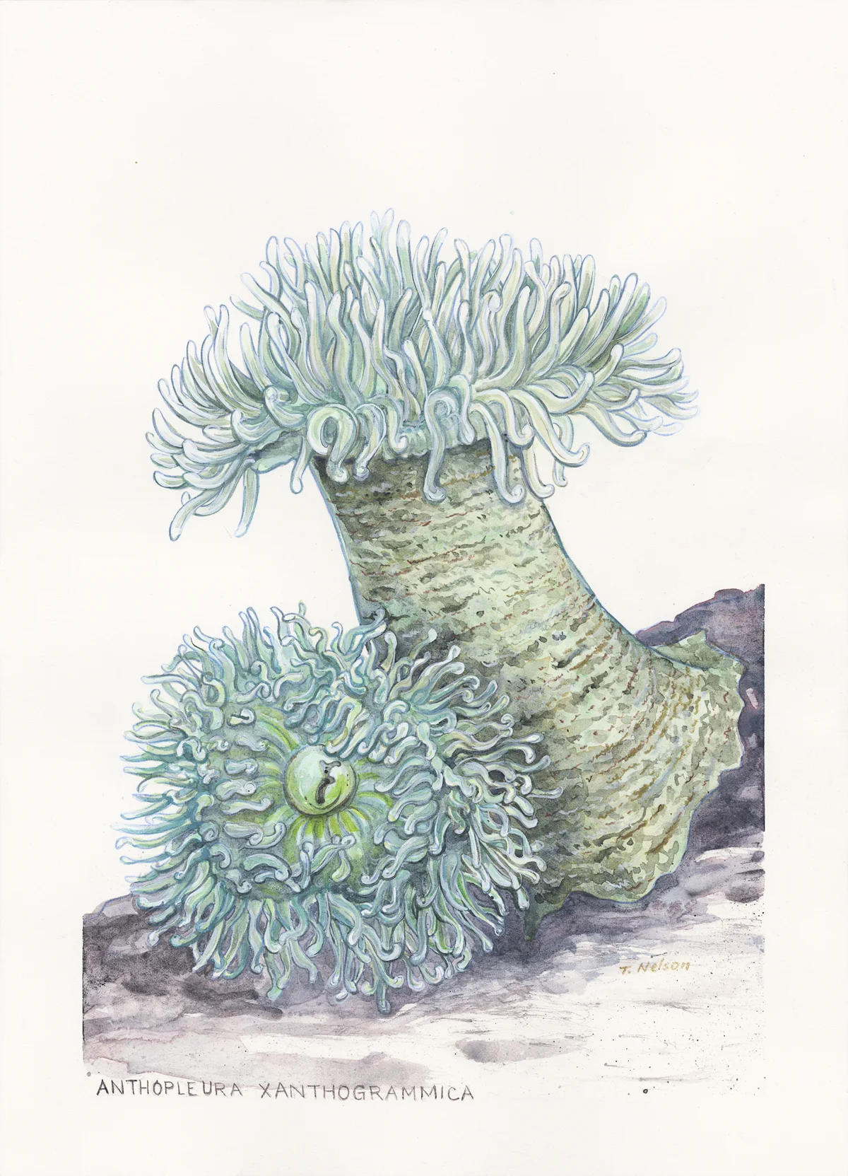 Giant Green Anemones (watercolor, 10" x 14")